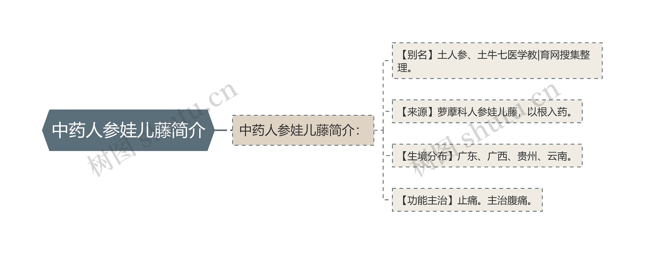 中药人参娃儿藤简介思维导图