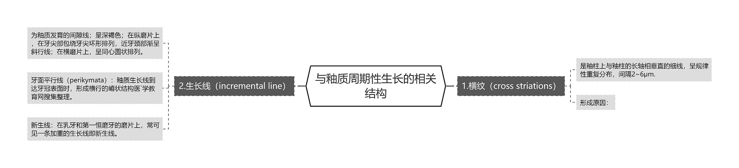 与釉质周期性生长的相关结构