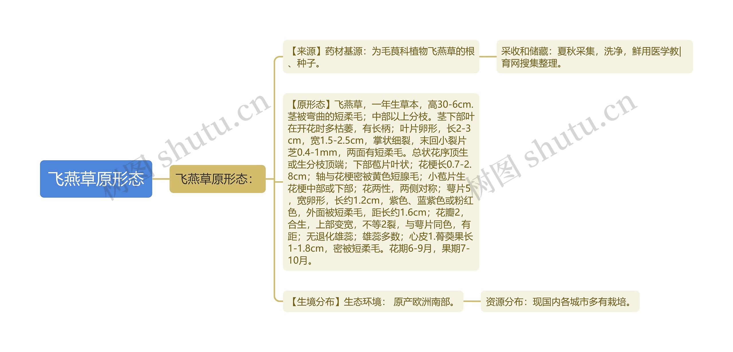 飞燕草原形态 飞燕草原形态