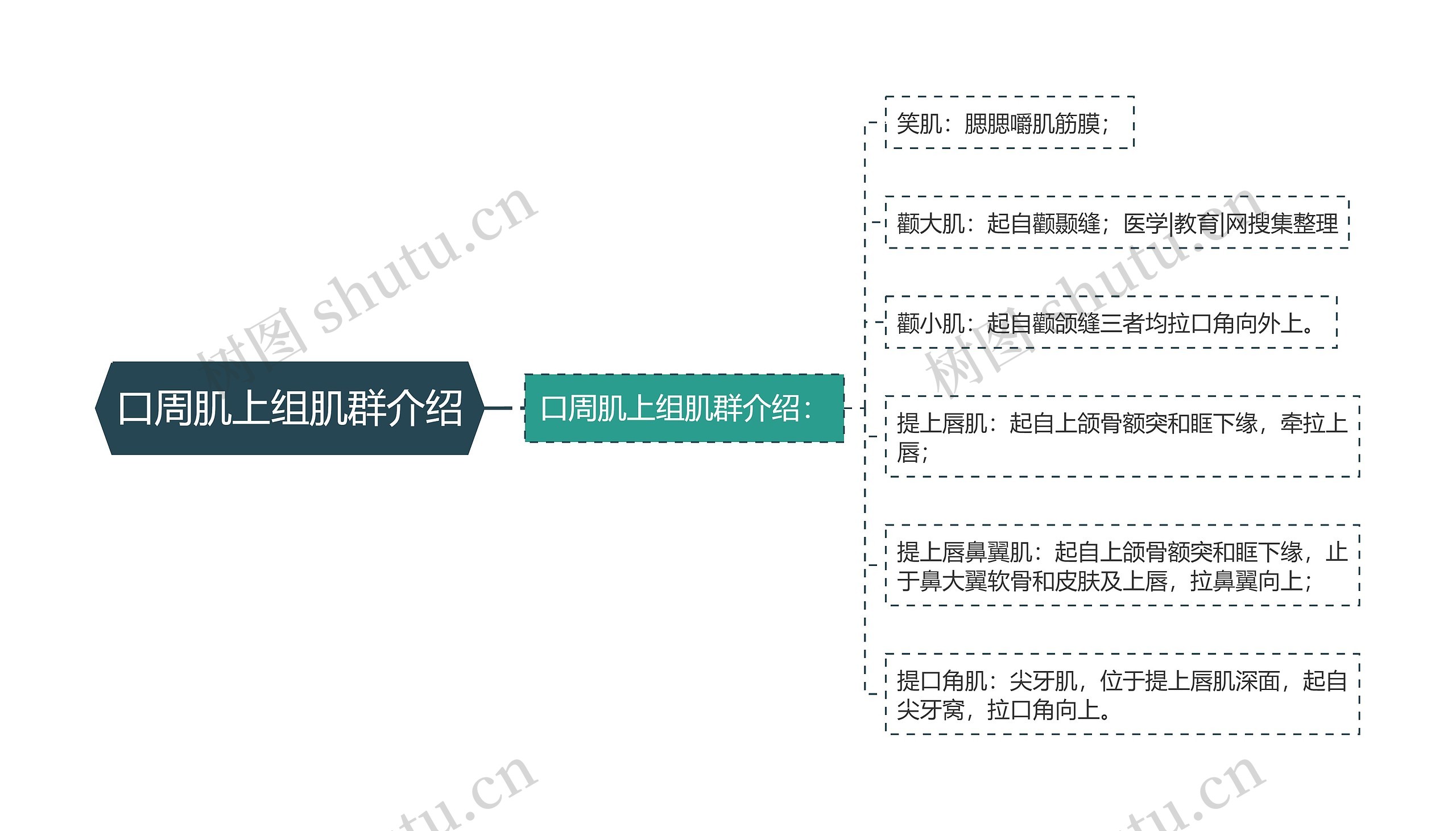 口周肌上组肌群介绍