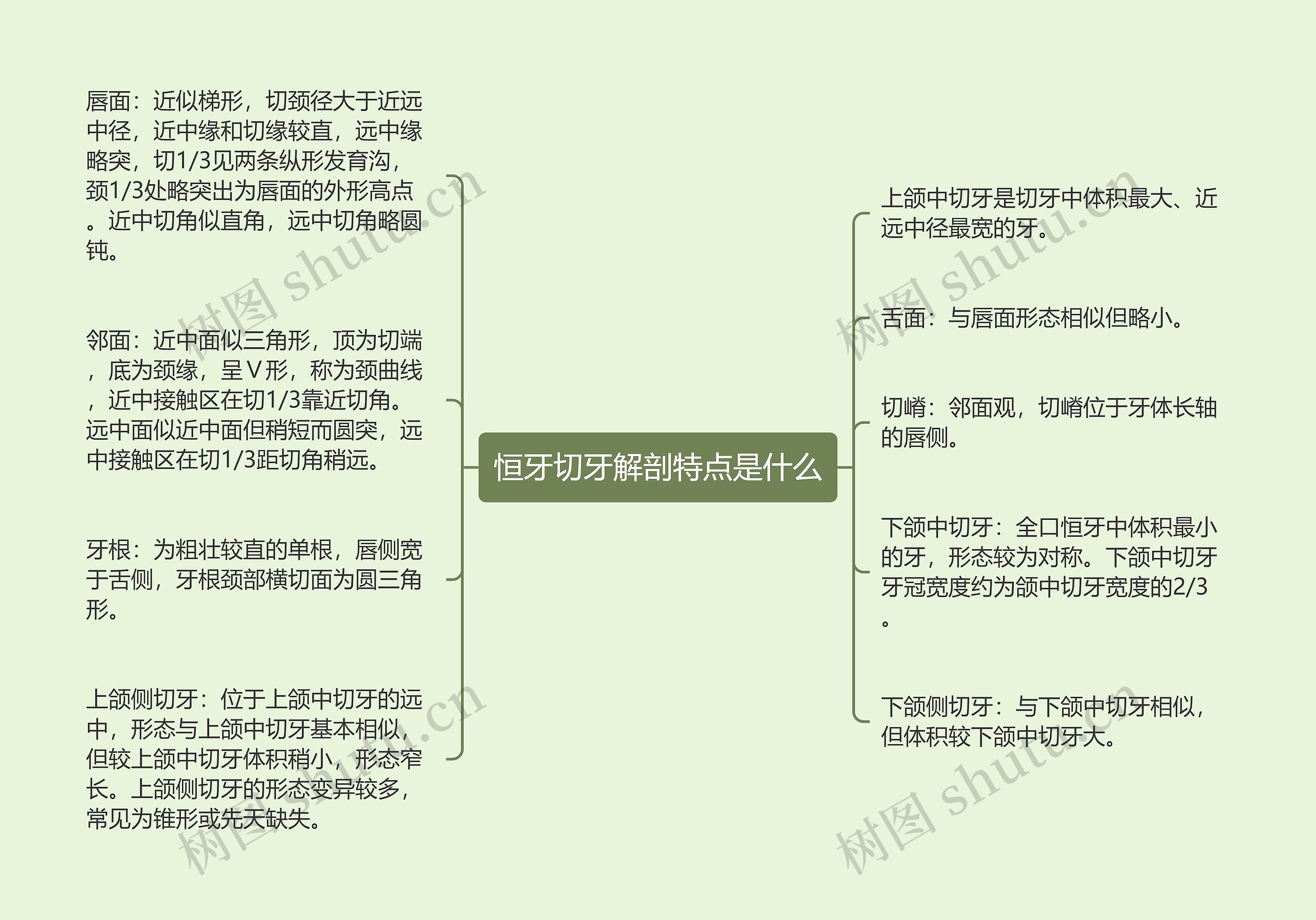 恒牙切牙解剖特点是什么思维导图