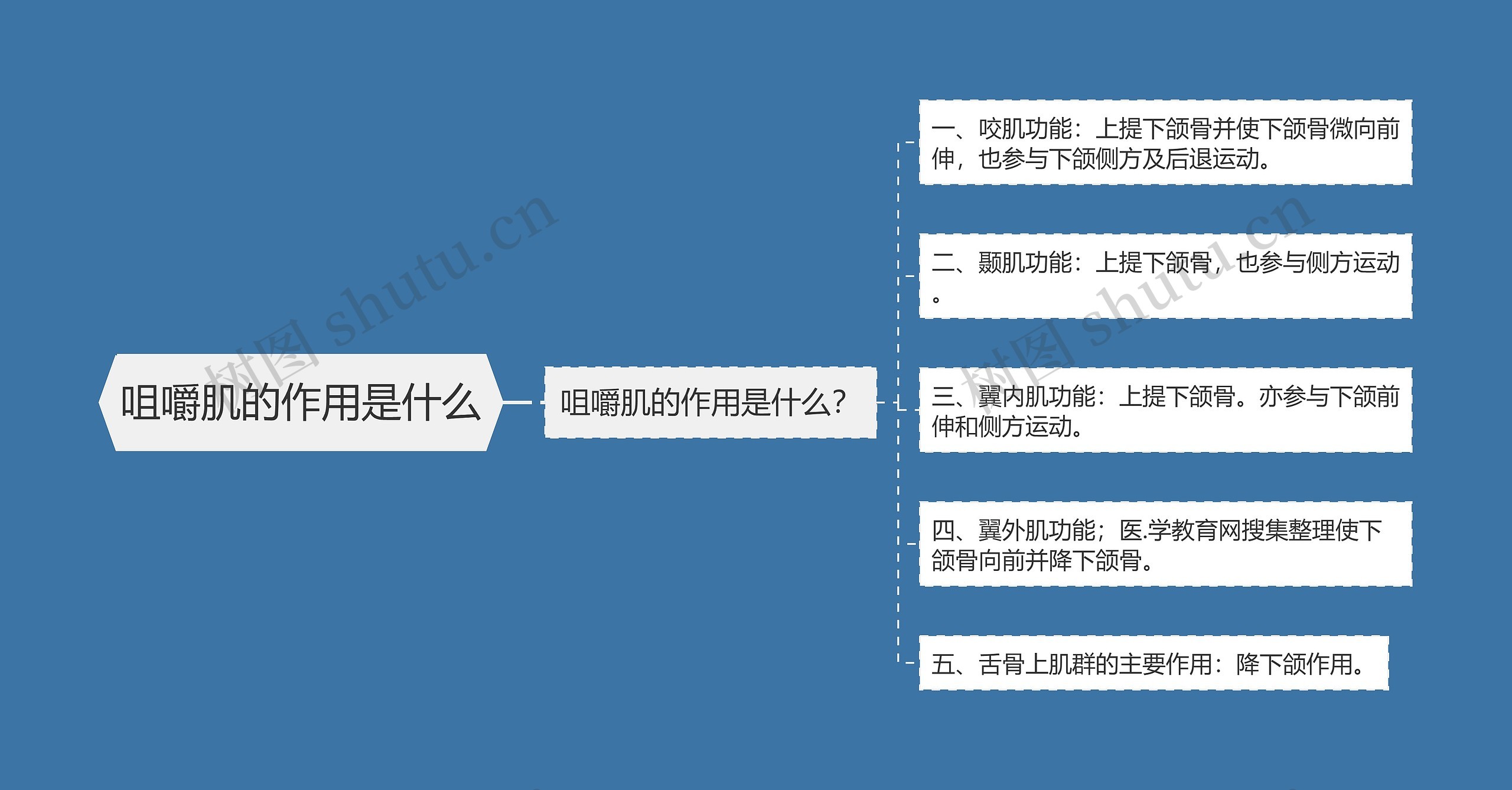 咀嚼肌的作用是什么 咀嚼肌的作用是什么