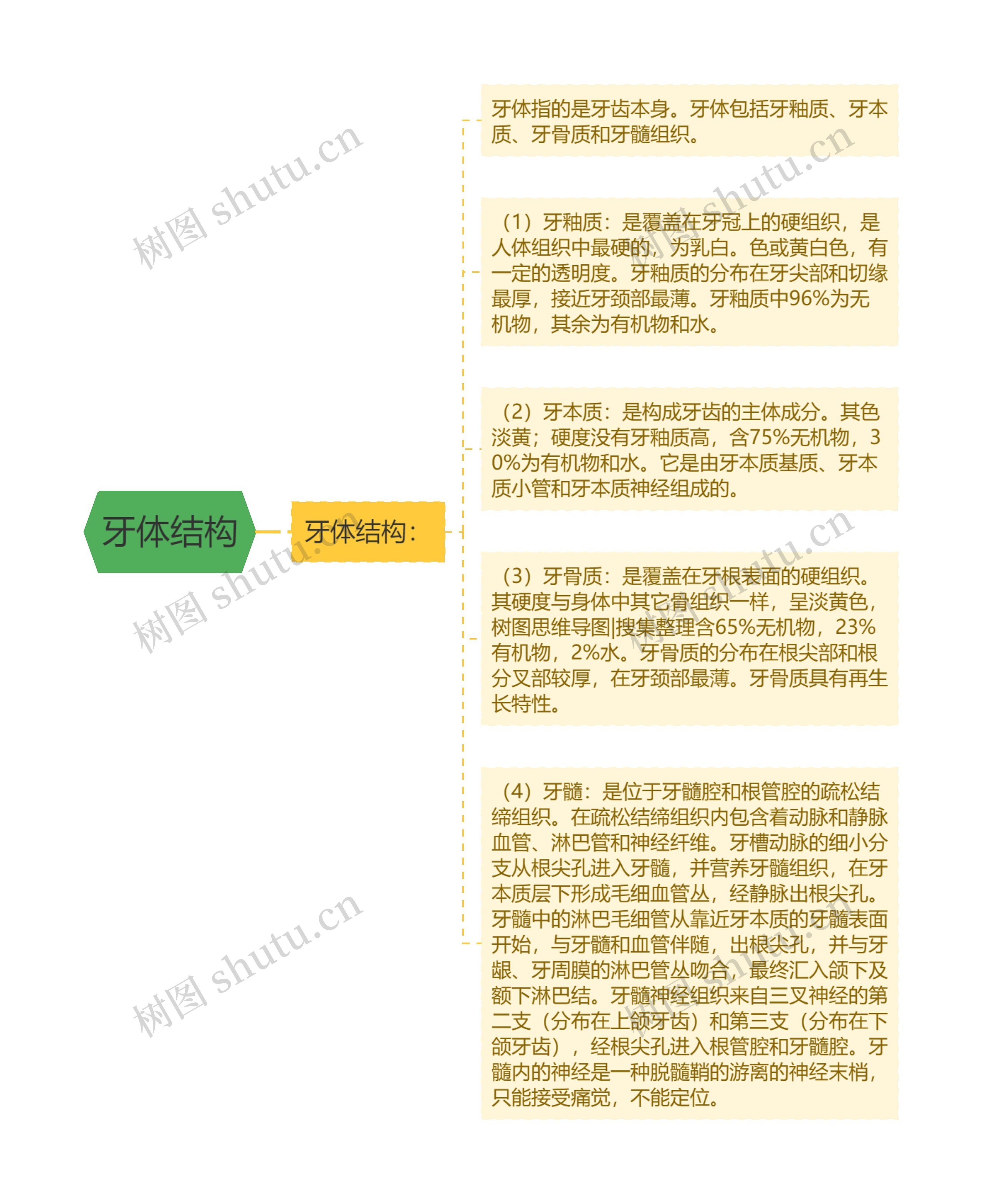 牙体结构 牙体结构