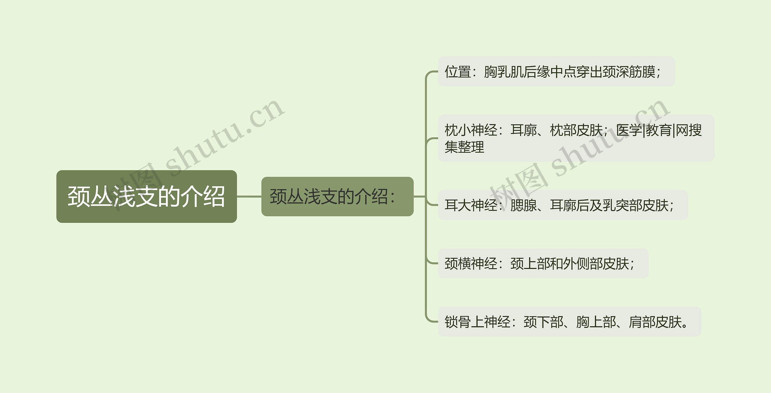 颈丛浅支的介绍