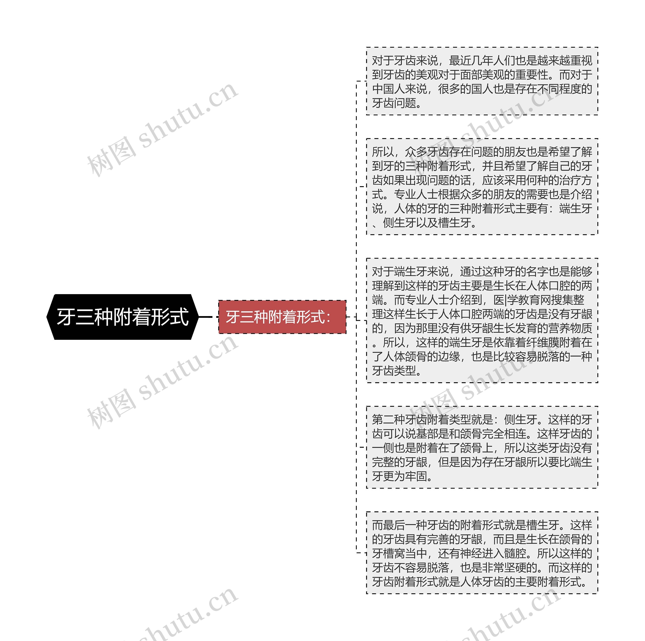 牙三种附着形式 牙三种附着形式