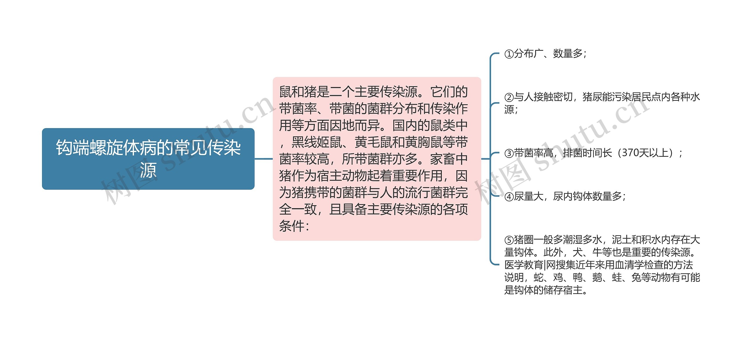 钩端螺旋体病的常见传染源思维导图