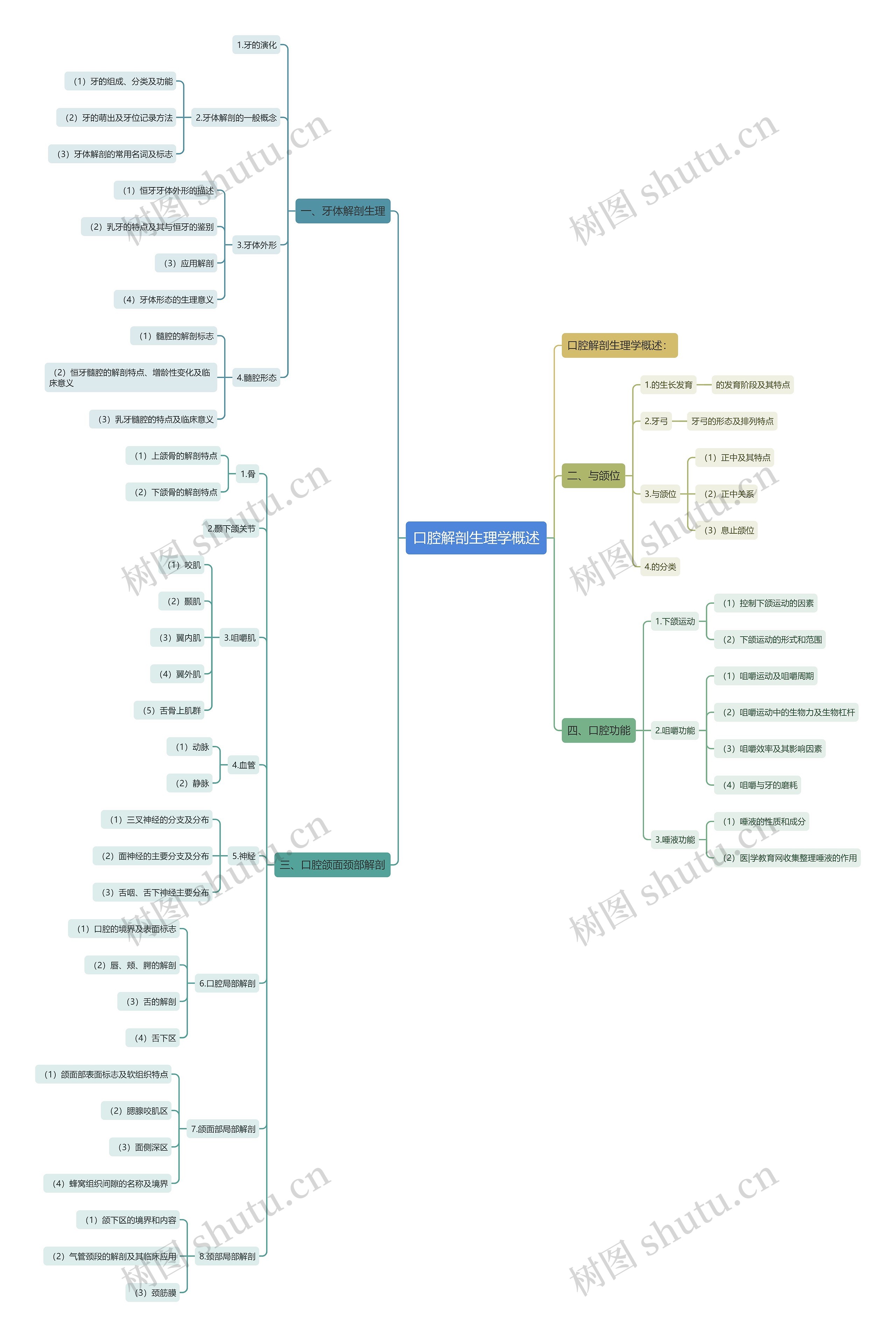口腔解剖生理学概述 口腔解剖生理学概述