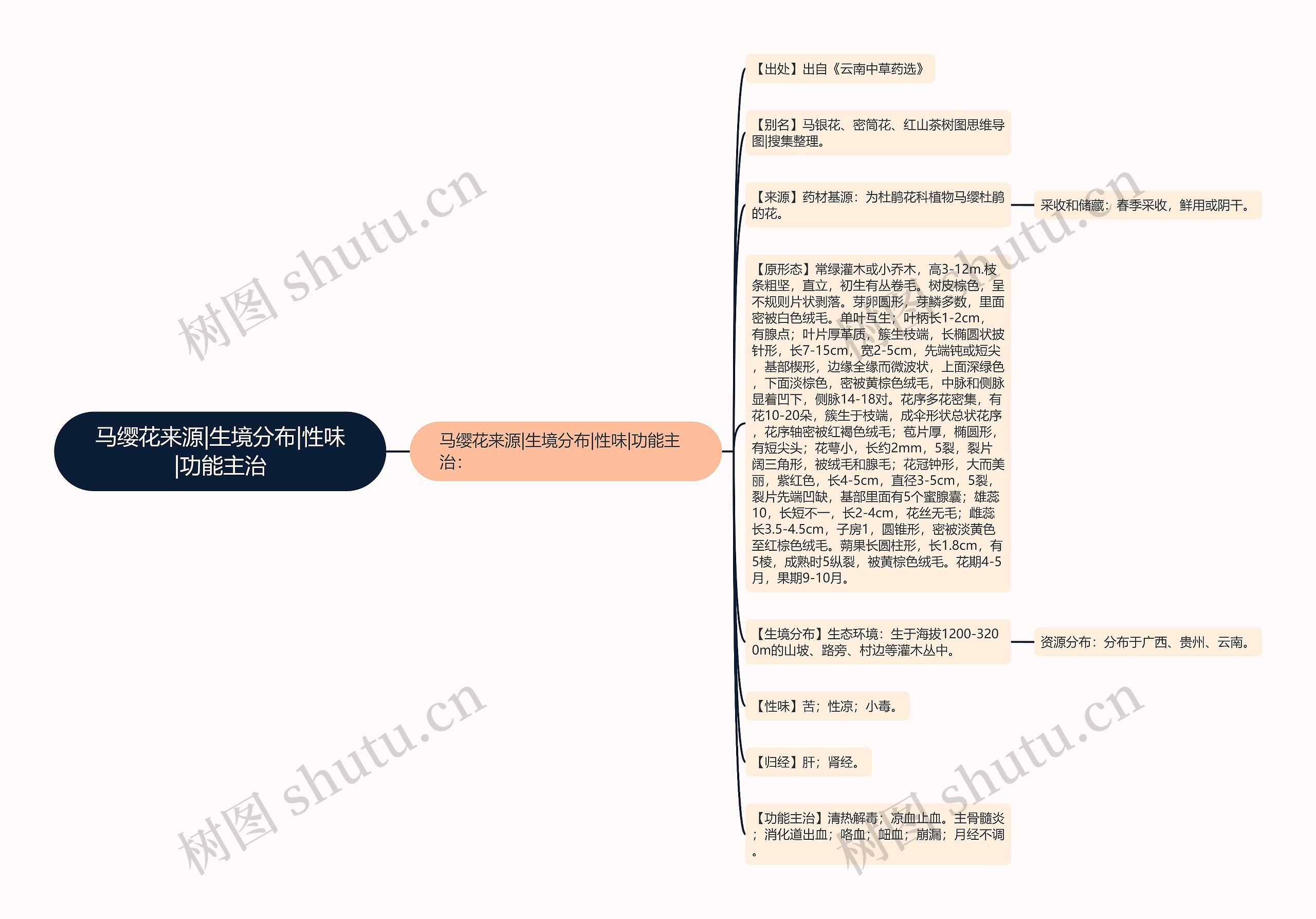 马缨花来源|生境分布|性味|功能主治思维导图