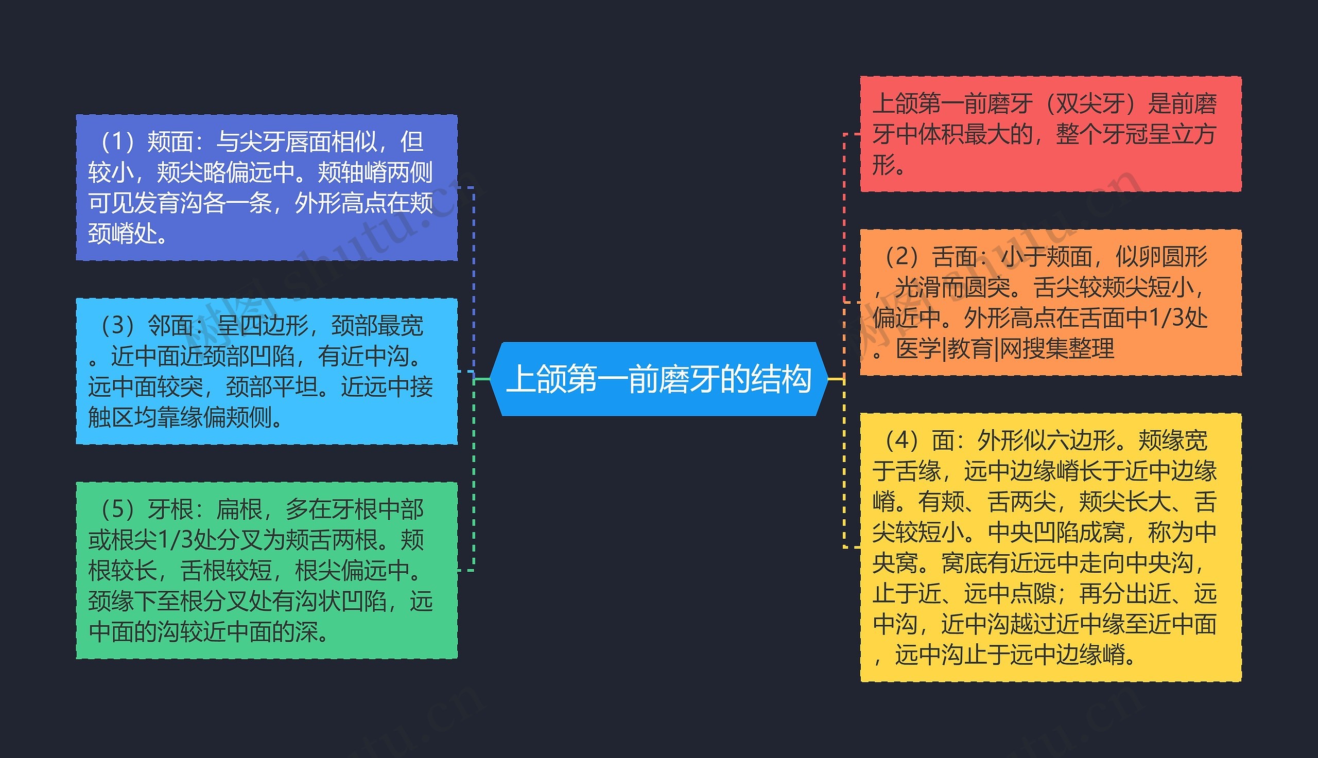 上颌第一前磨牙的结构