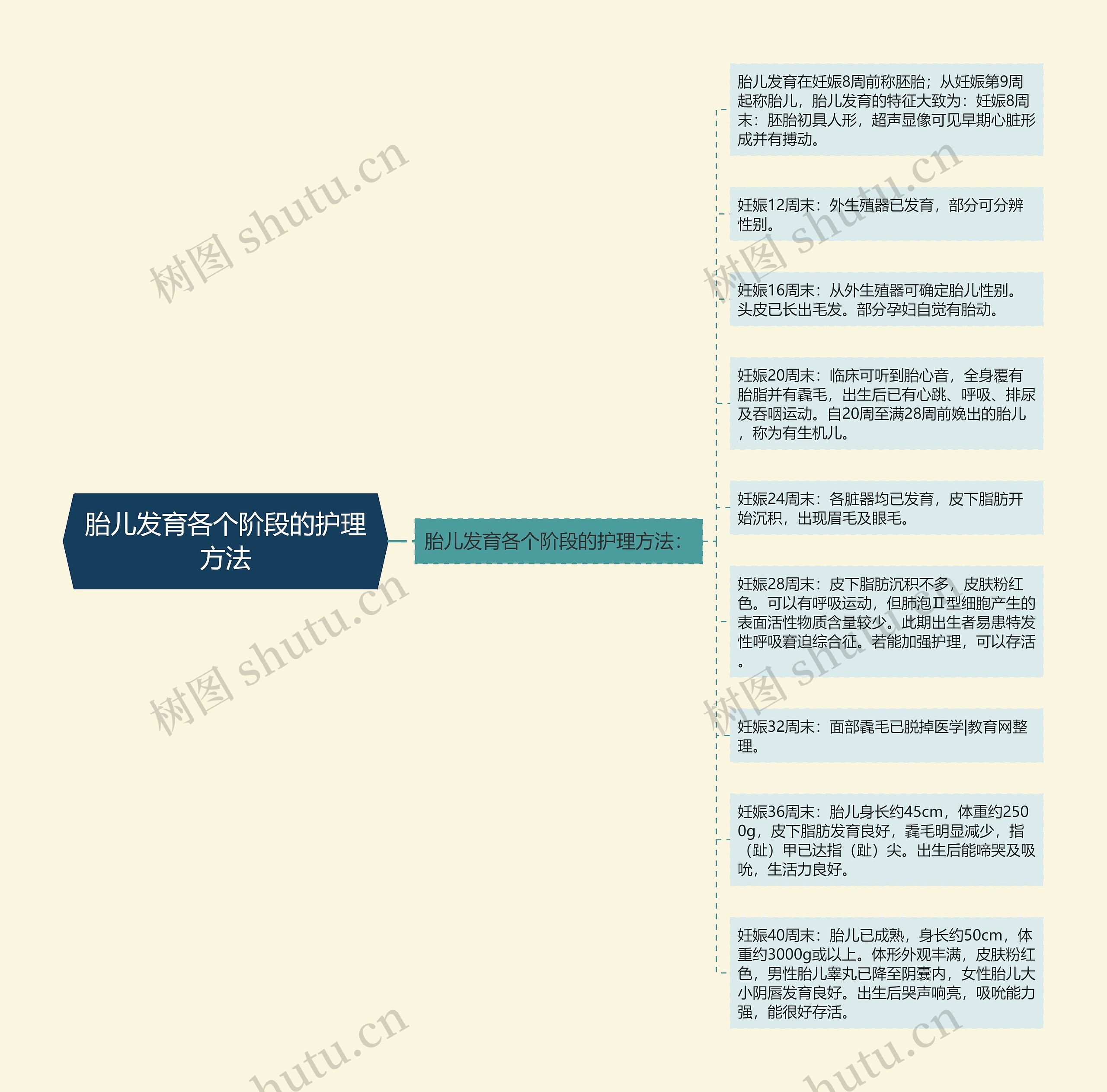 胎儿发育各个阶段的护理方法思维导图