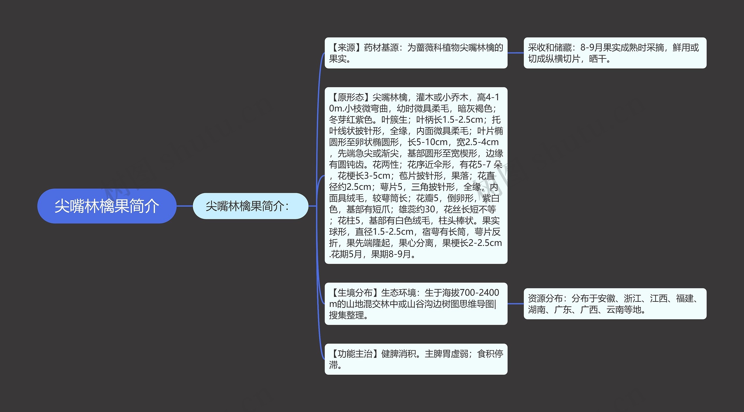 尖嘴林檎果简介思维导图