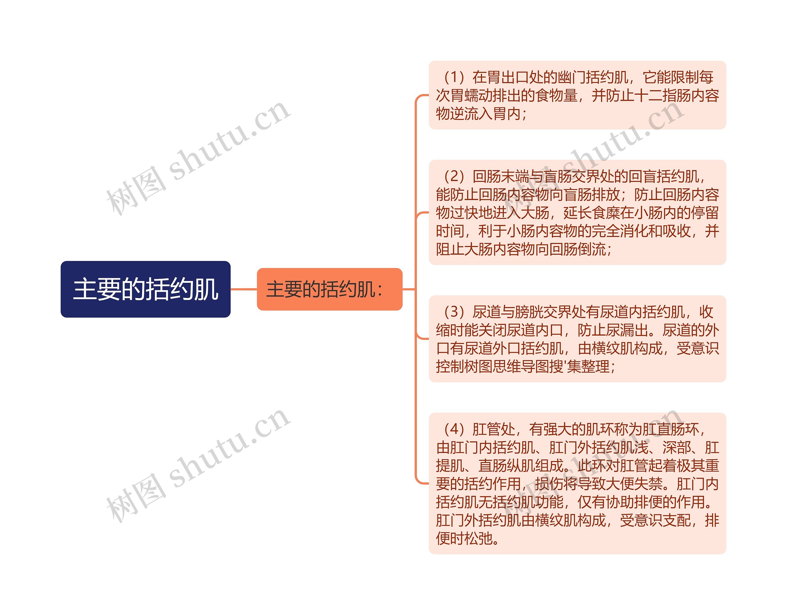 主要的括约肌