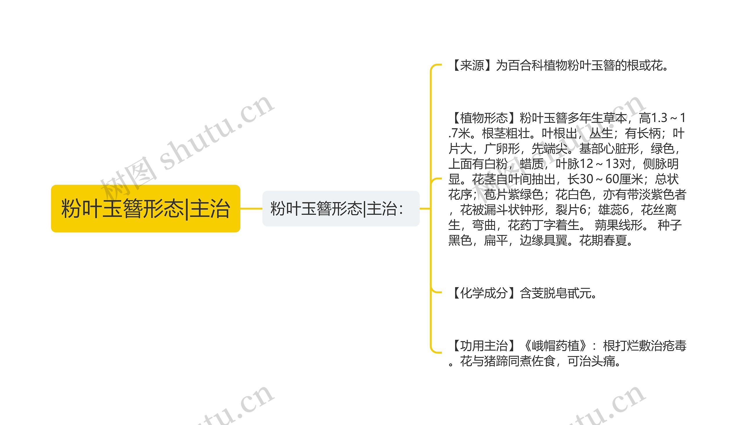 粉叶玉簪形态|主治思维导图