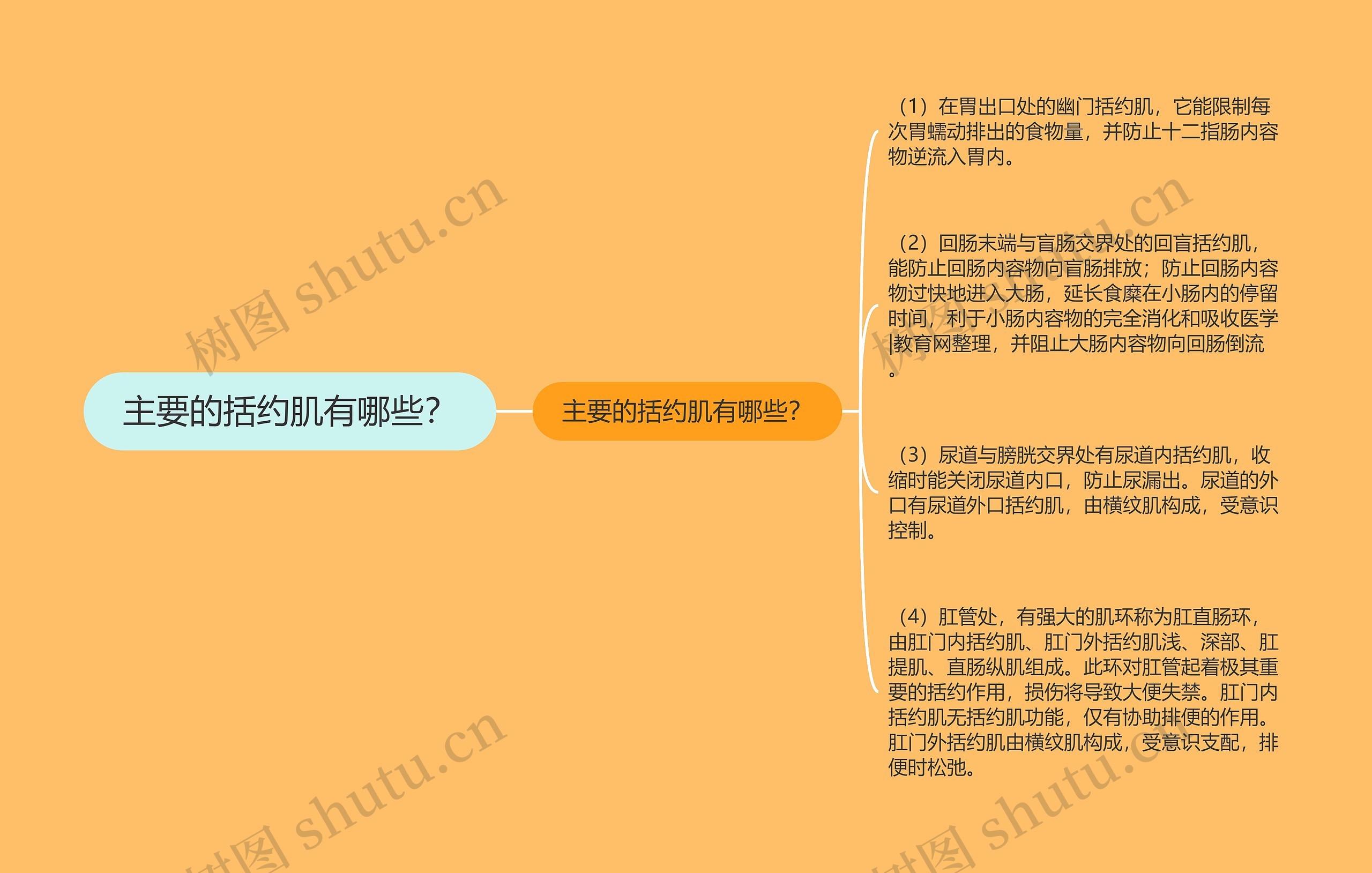 主要的括约肌有哪些?思维导图高清图 主要的括约肌有哪些?思维导图