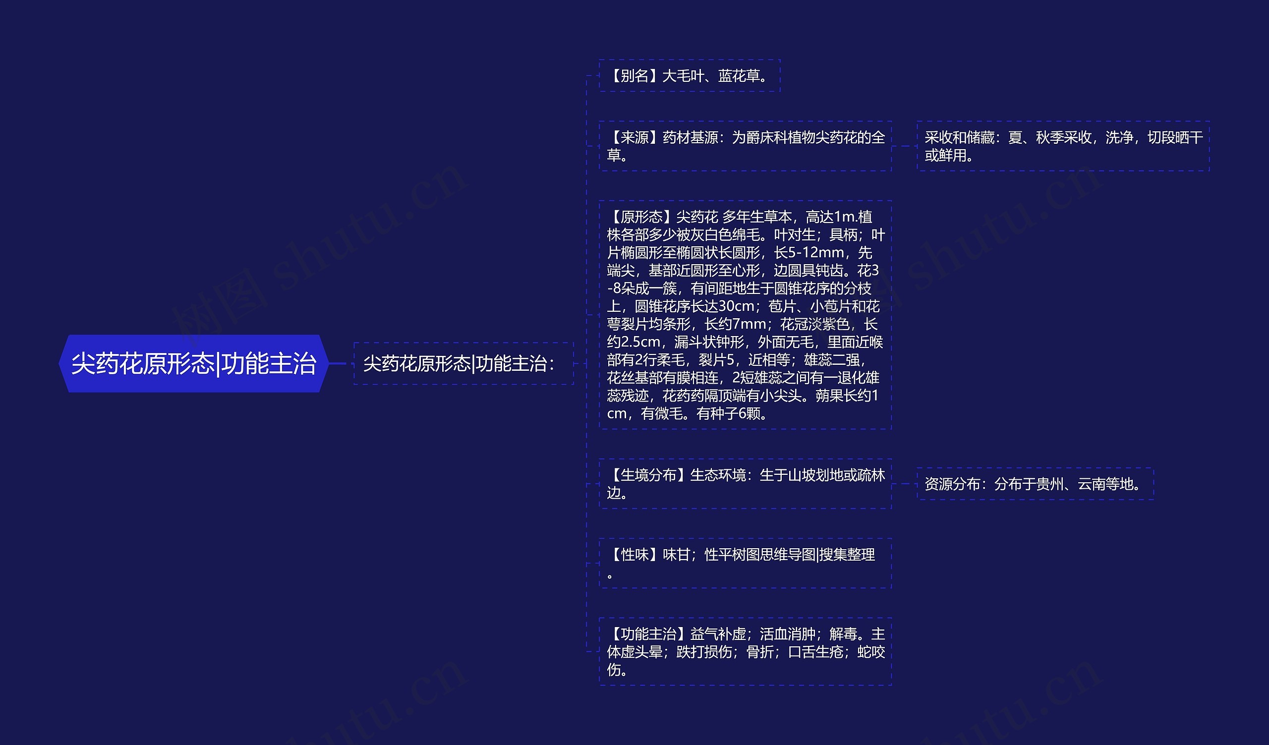 尖药花原形态|功能主治思维导图