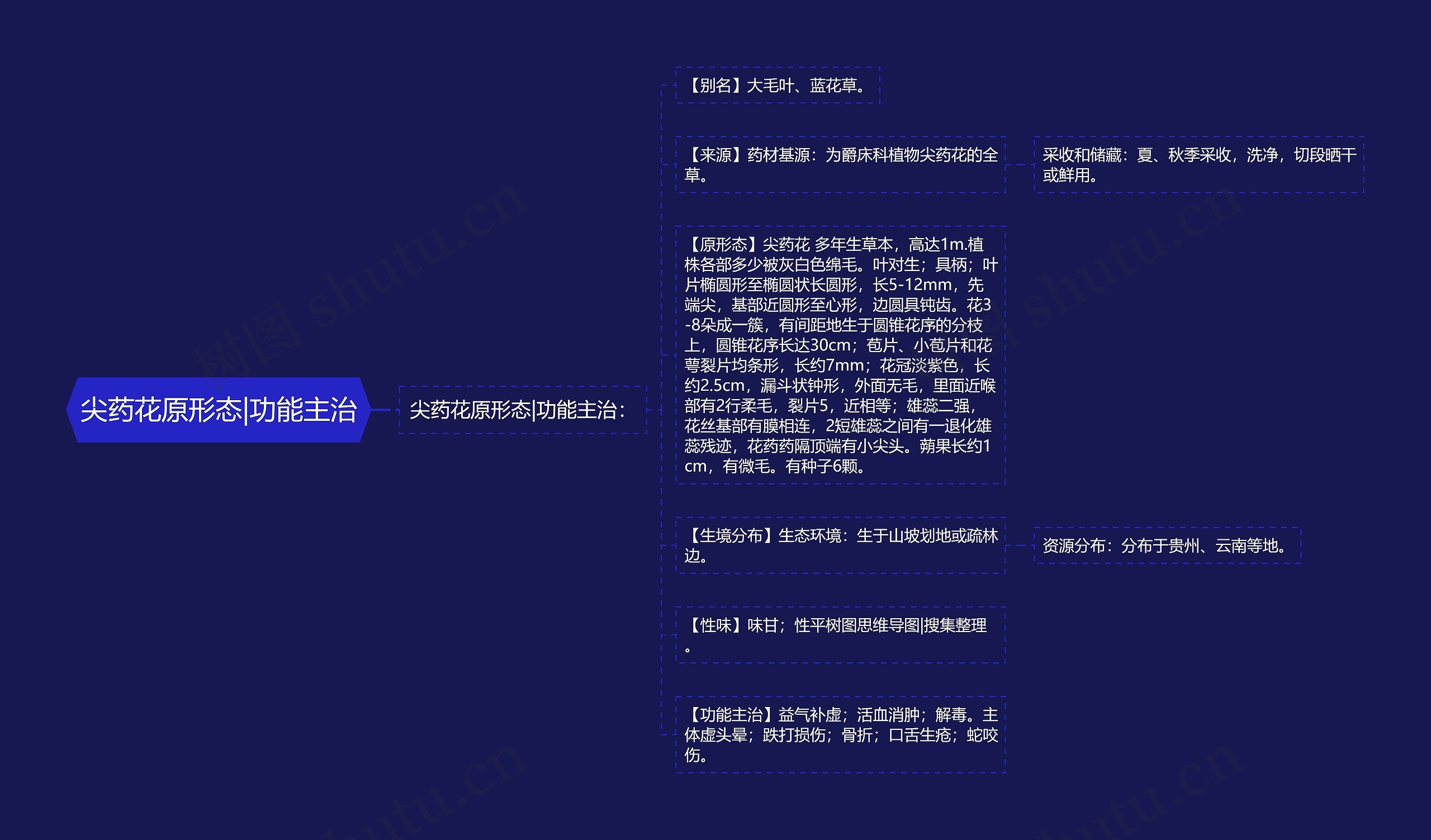 尖药花原形态|功能主治 尖药花原形态|功能主治