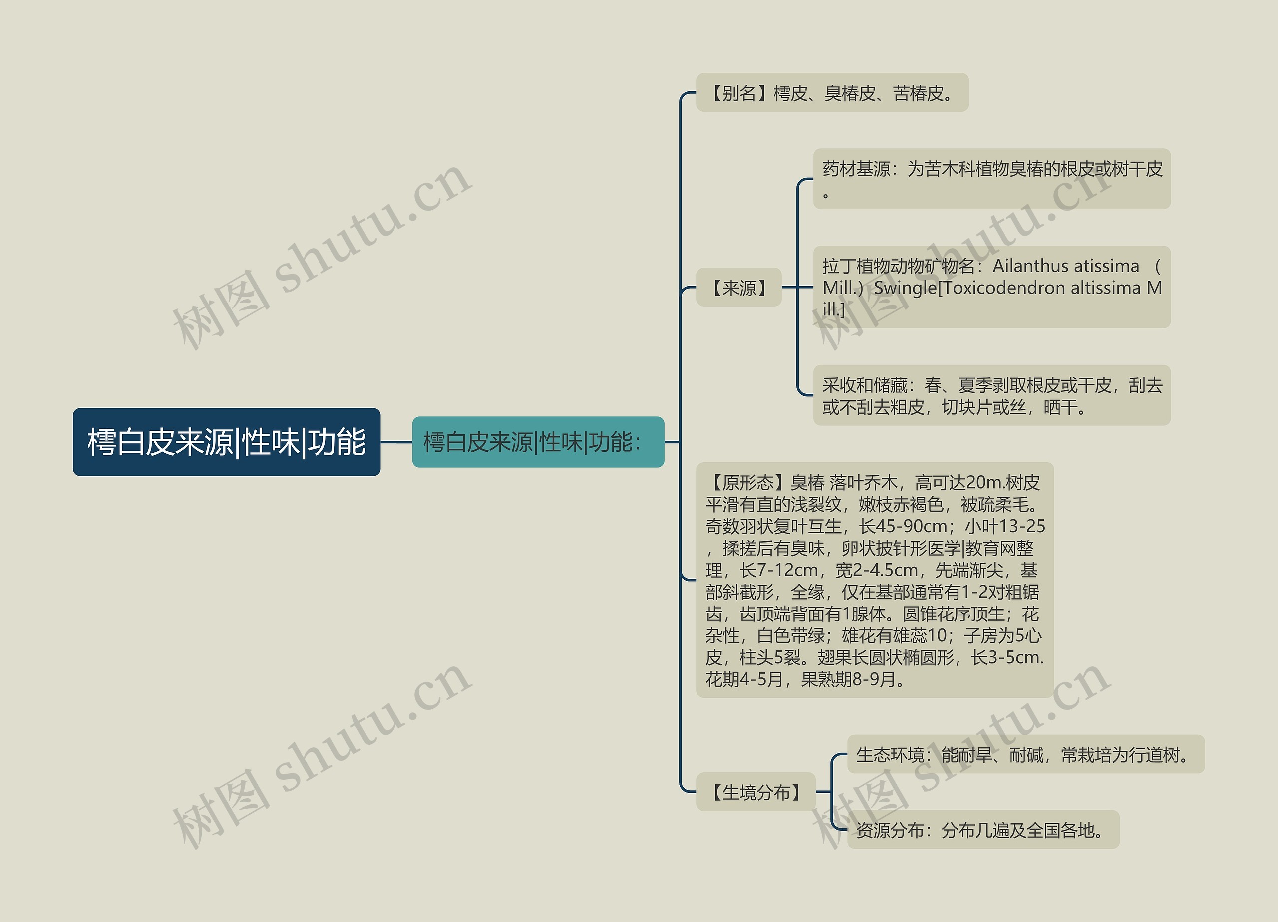 樗白皮来源|性味|功能思维导图