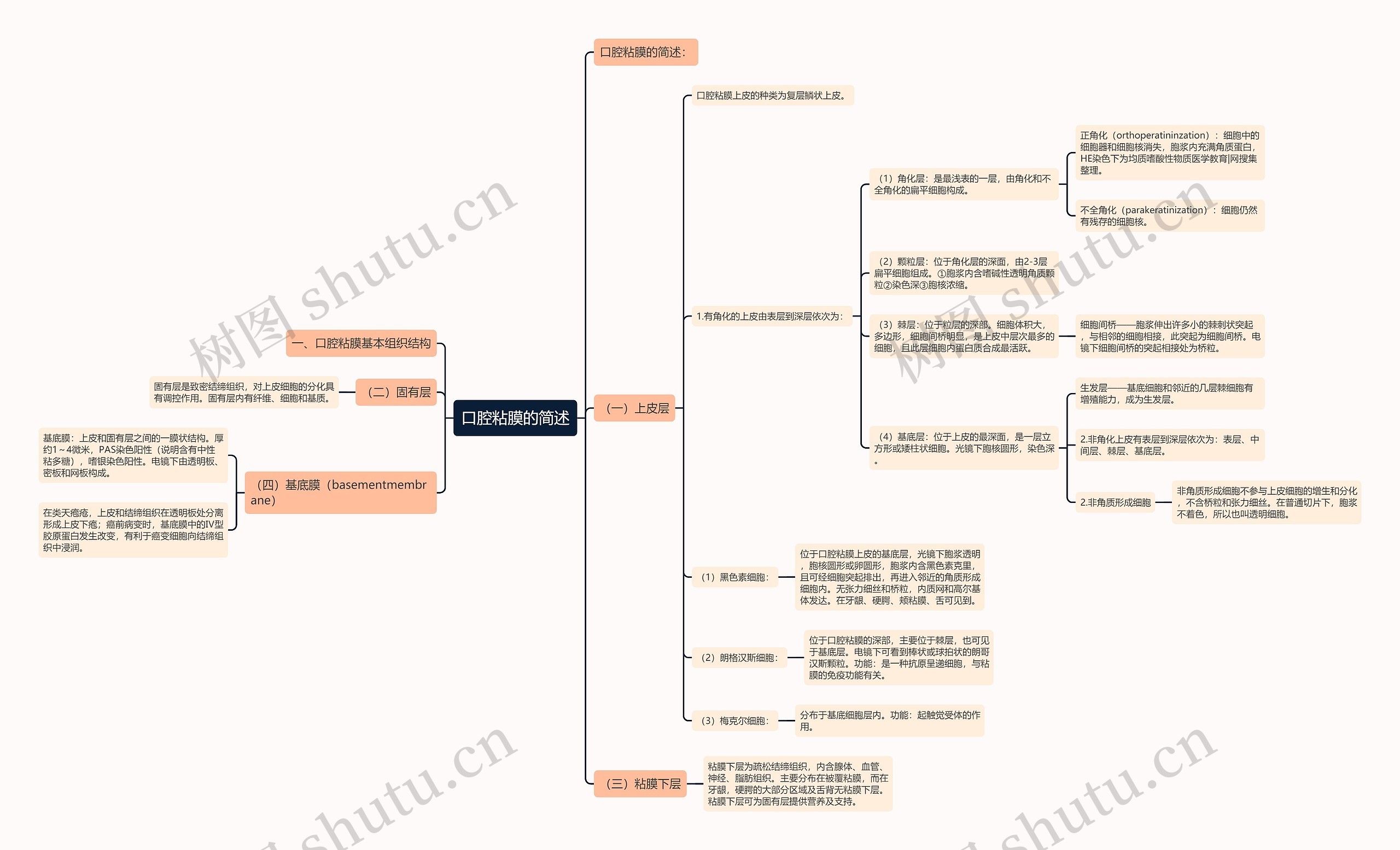 口腔粘膜的简述思维导图