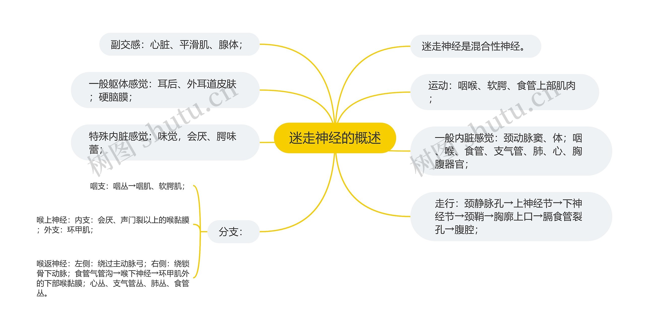 迷走神经的概述思维导图