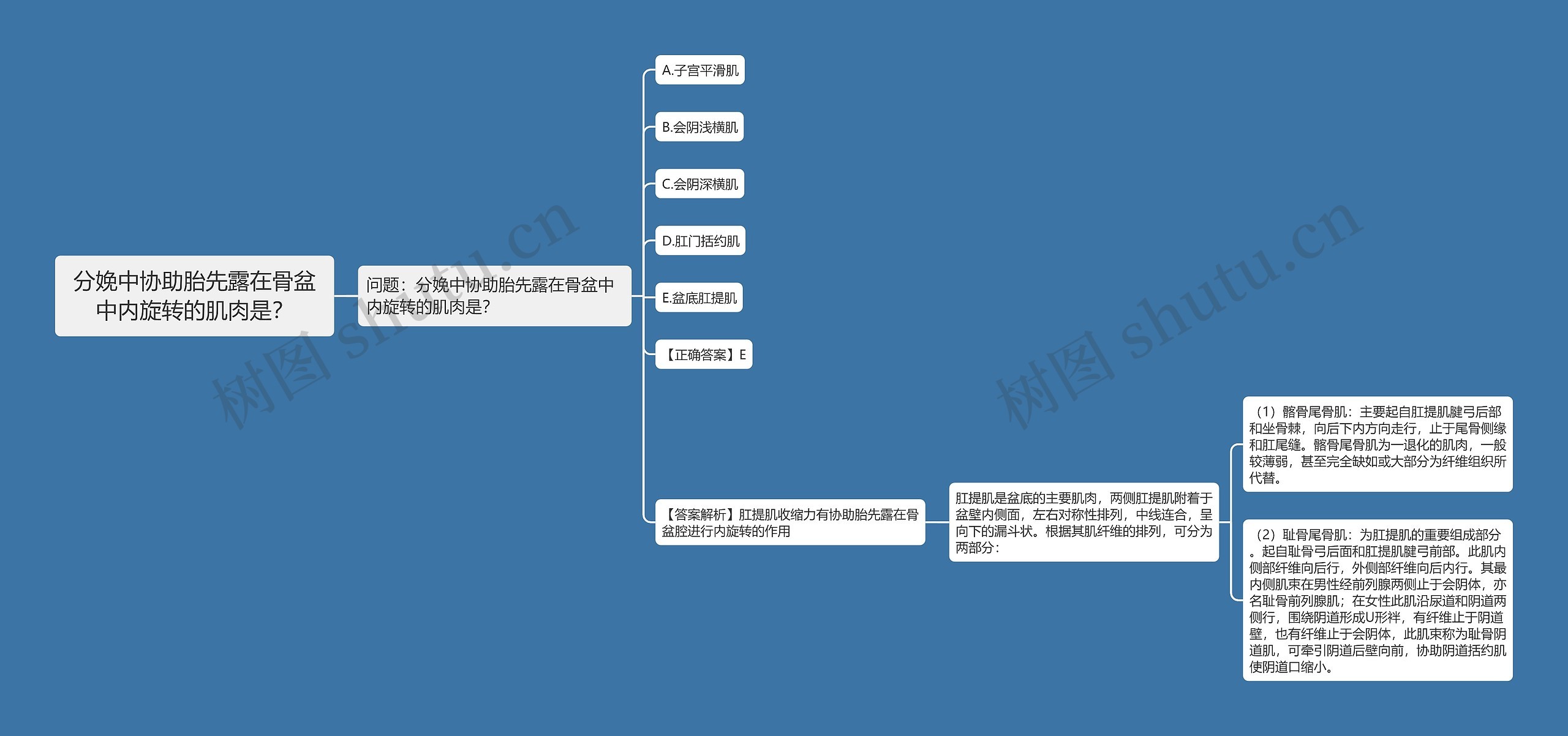 分娩中协助胎先露在骨盆中内旋转的肌肉是？思维导图