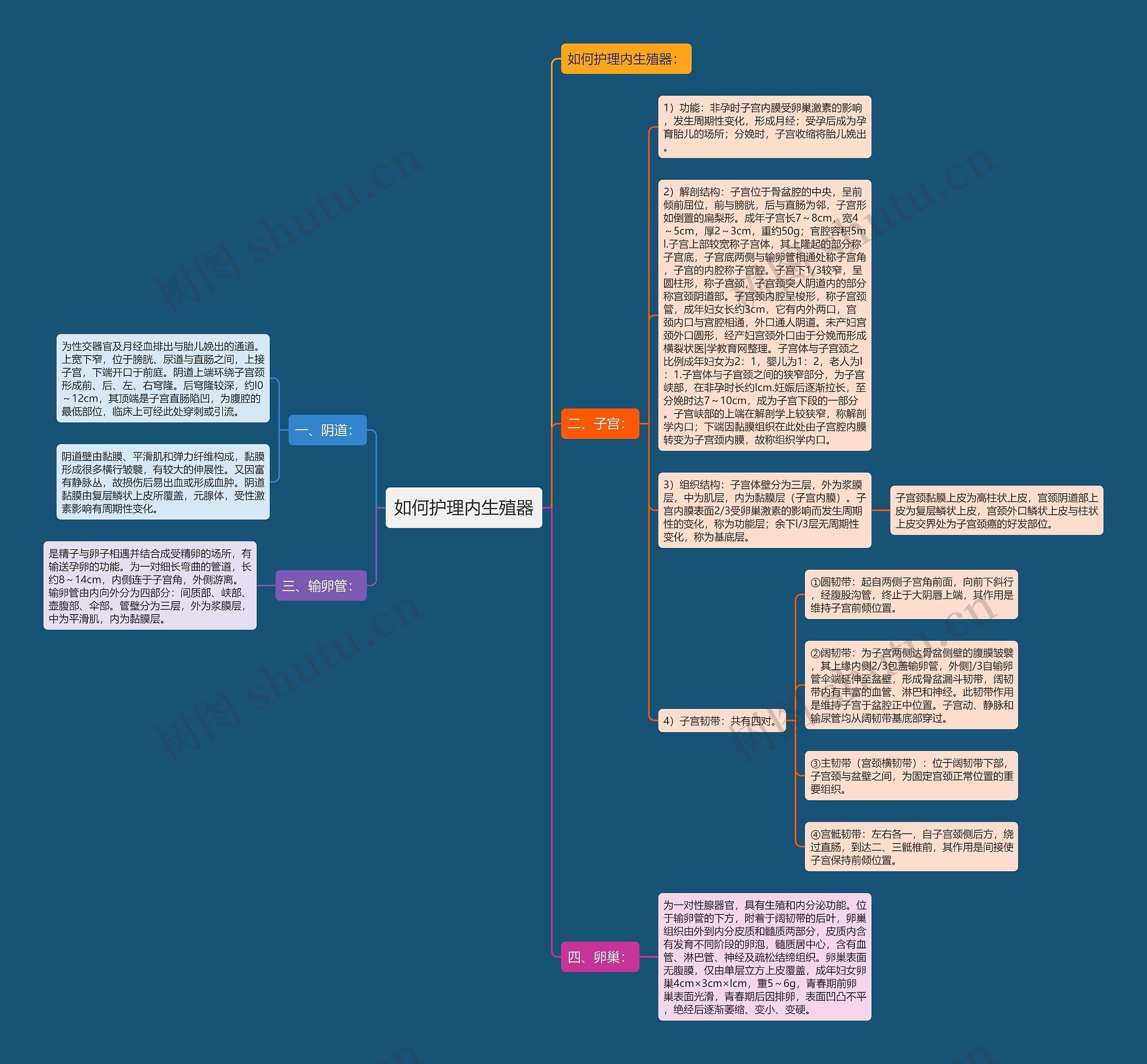 如何护理内生殖器思维导图