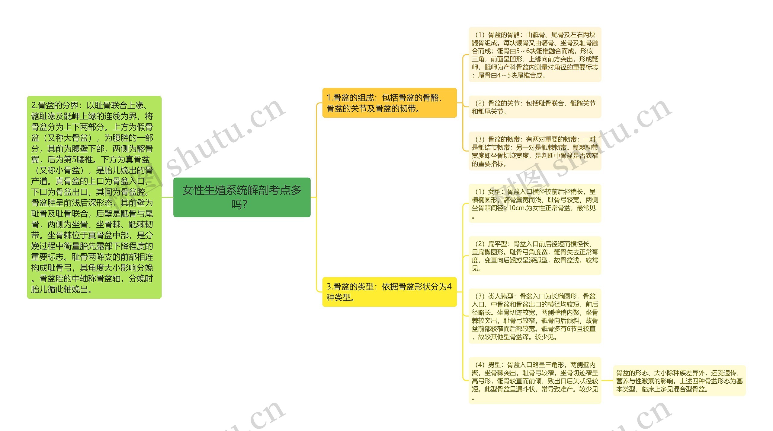 女性生殖系统解剖考点多吗？思维导图