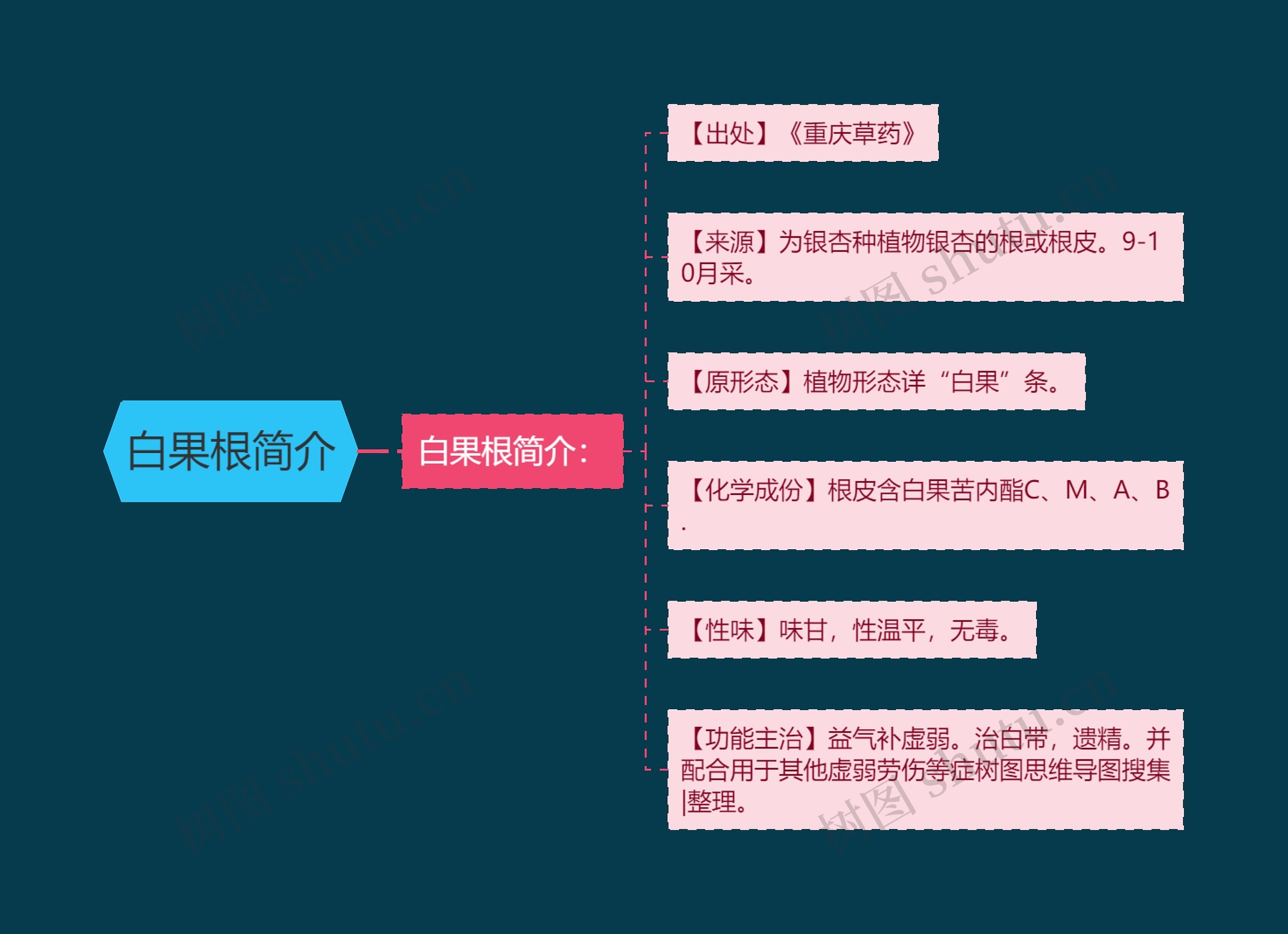 白果根简介思维导图