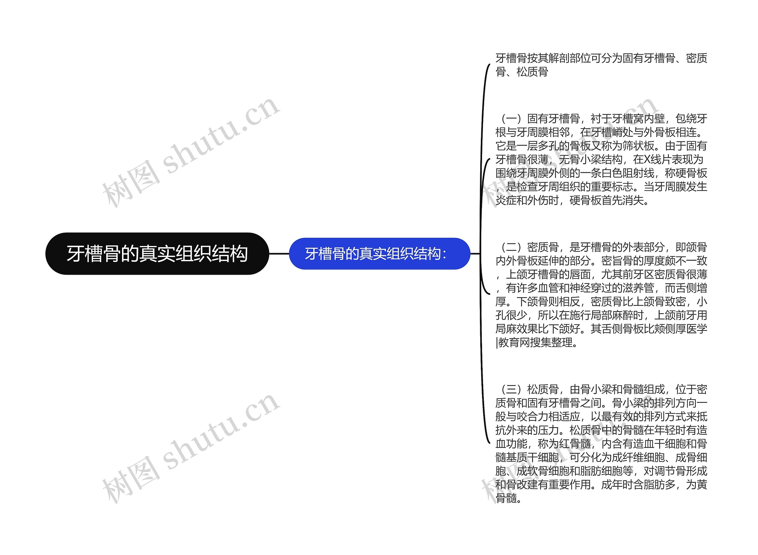 牙槽骨的真实组织结构思维导图