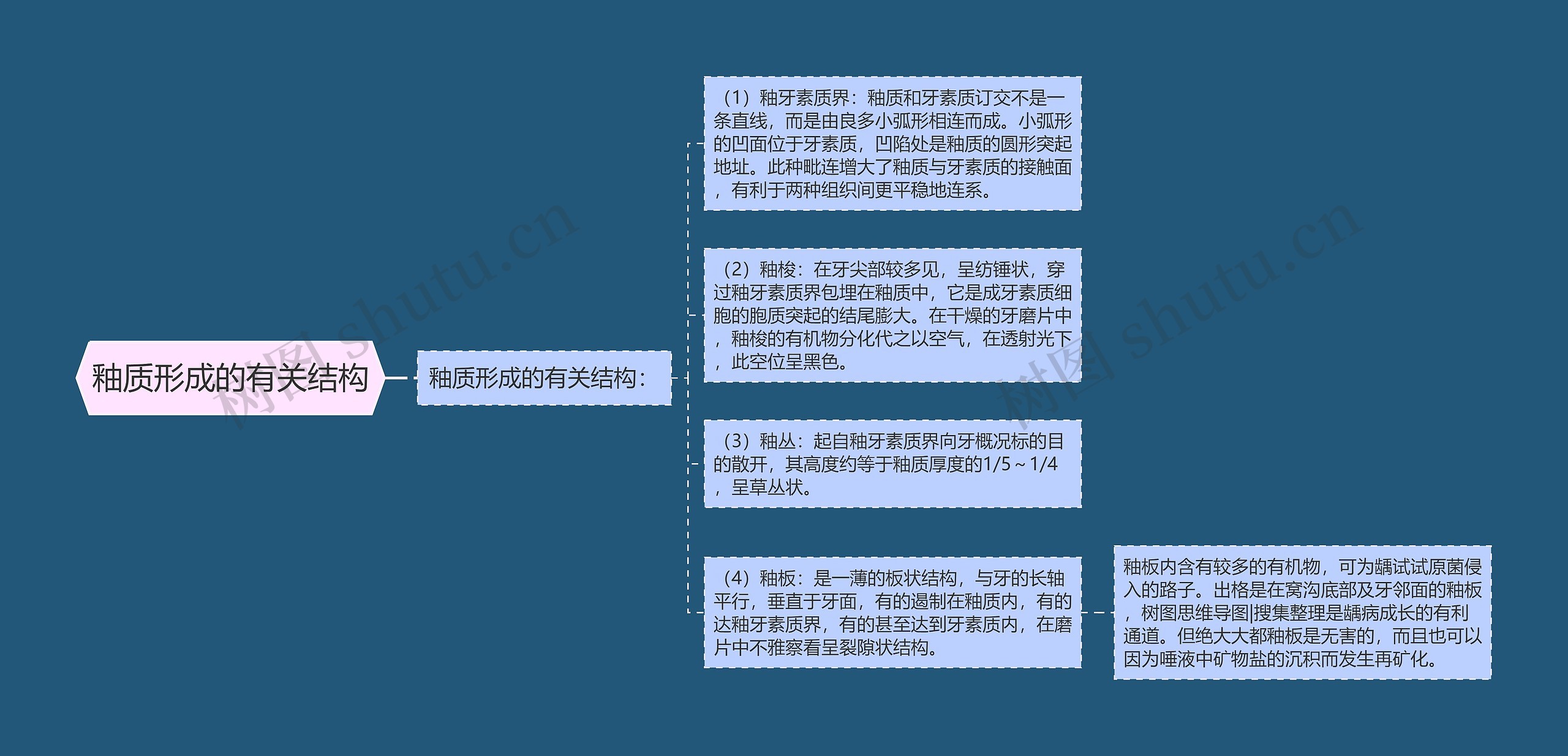 釉质形成的有关结构