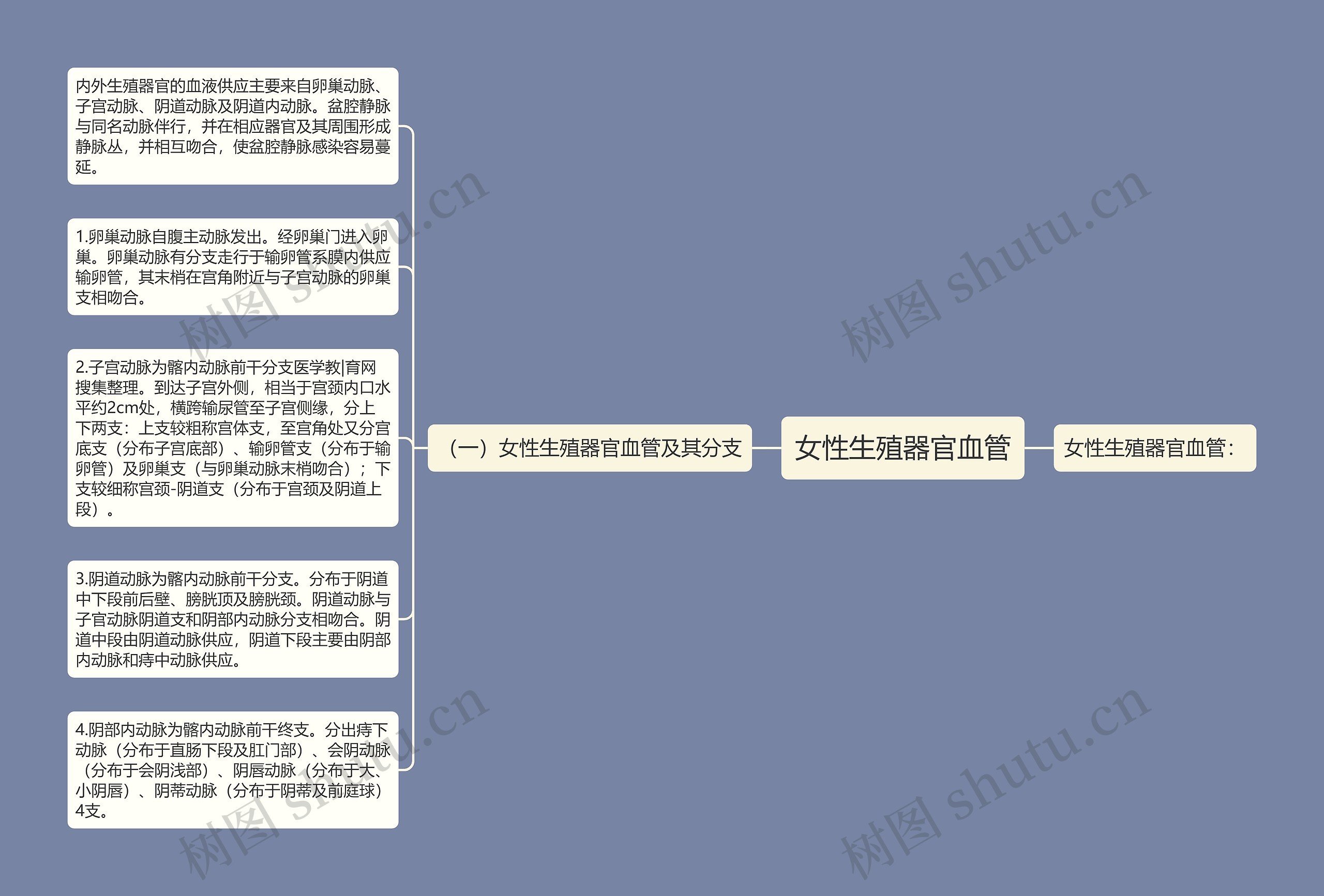 女性生殖器官血管