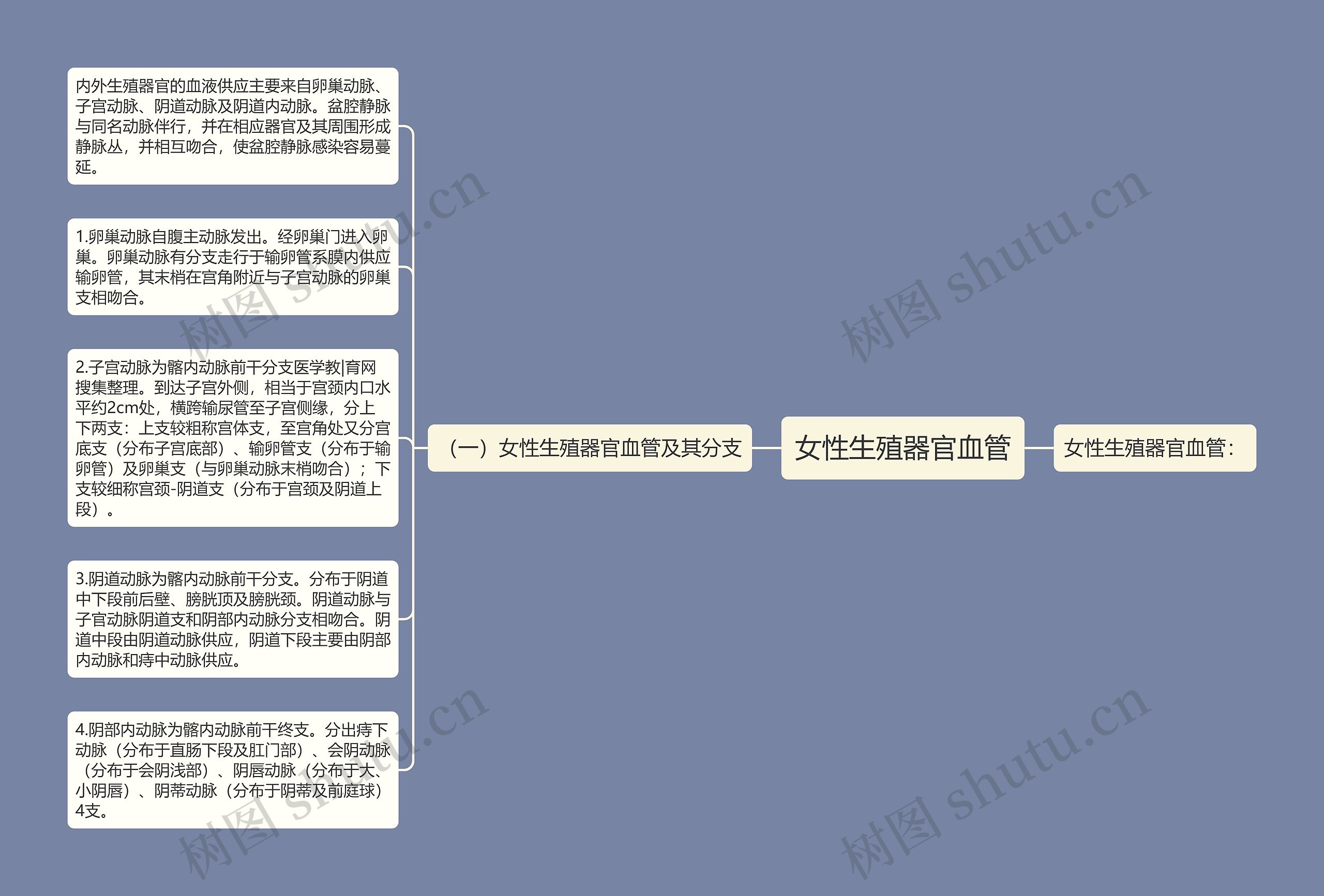 女性生殖器官血管思维导图