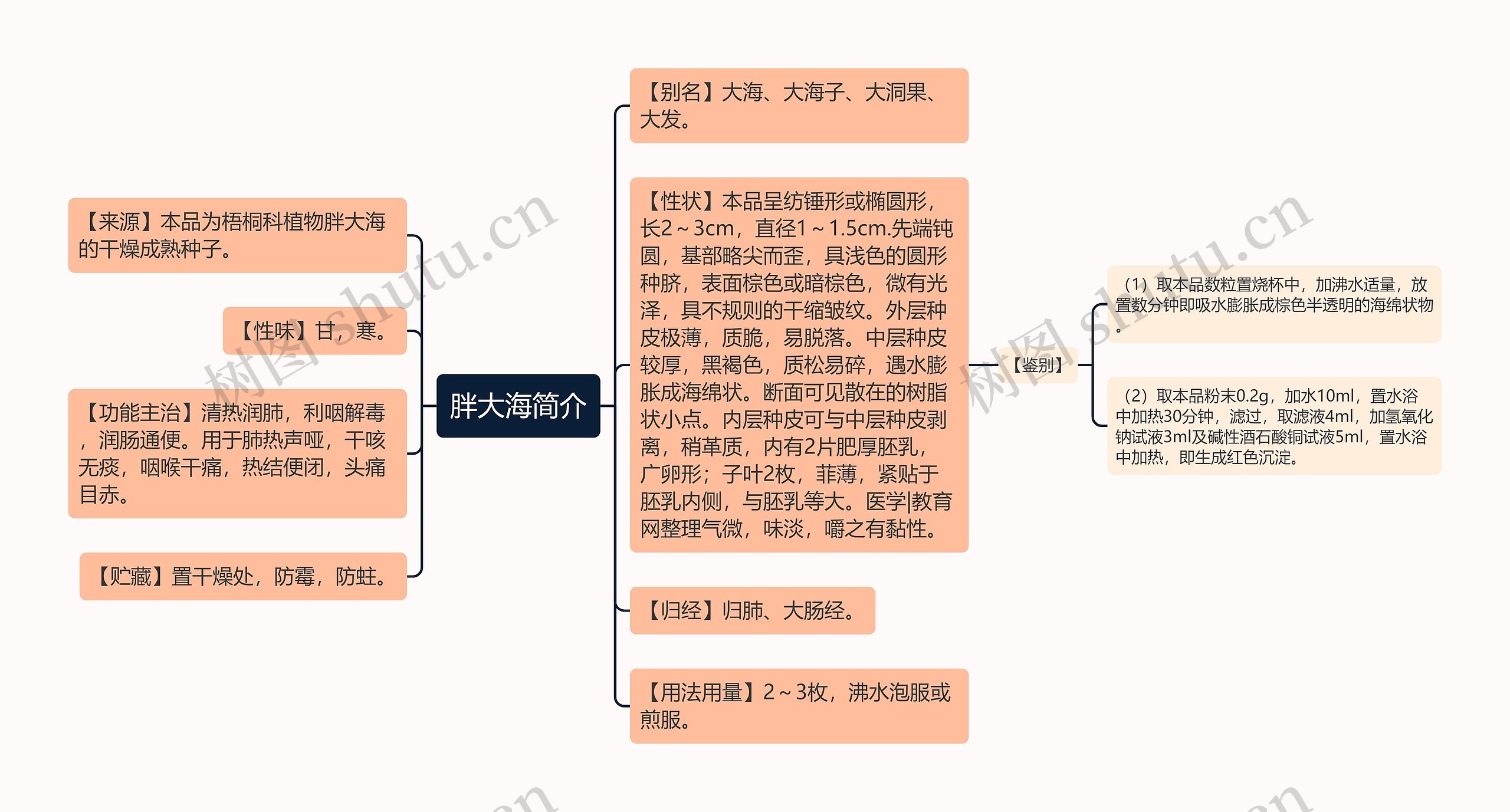 胖大海简介