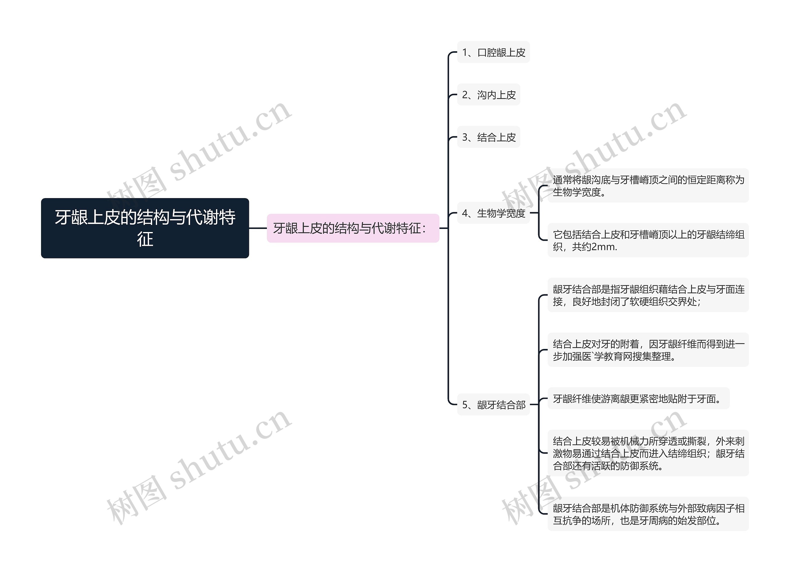 牙龈上皮的结构与代谢特征