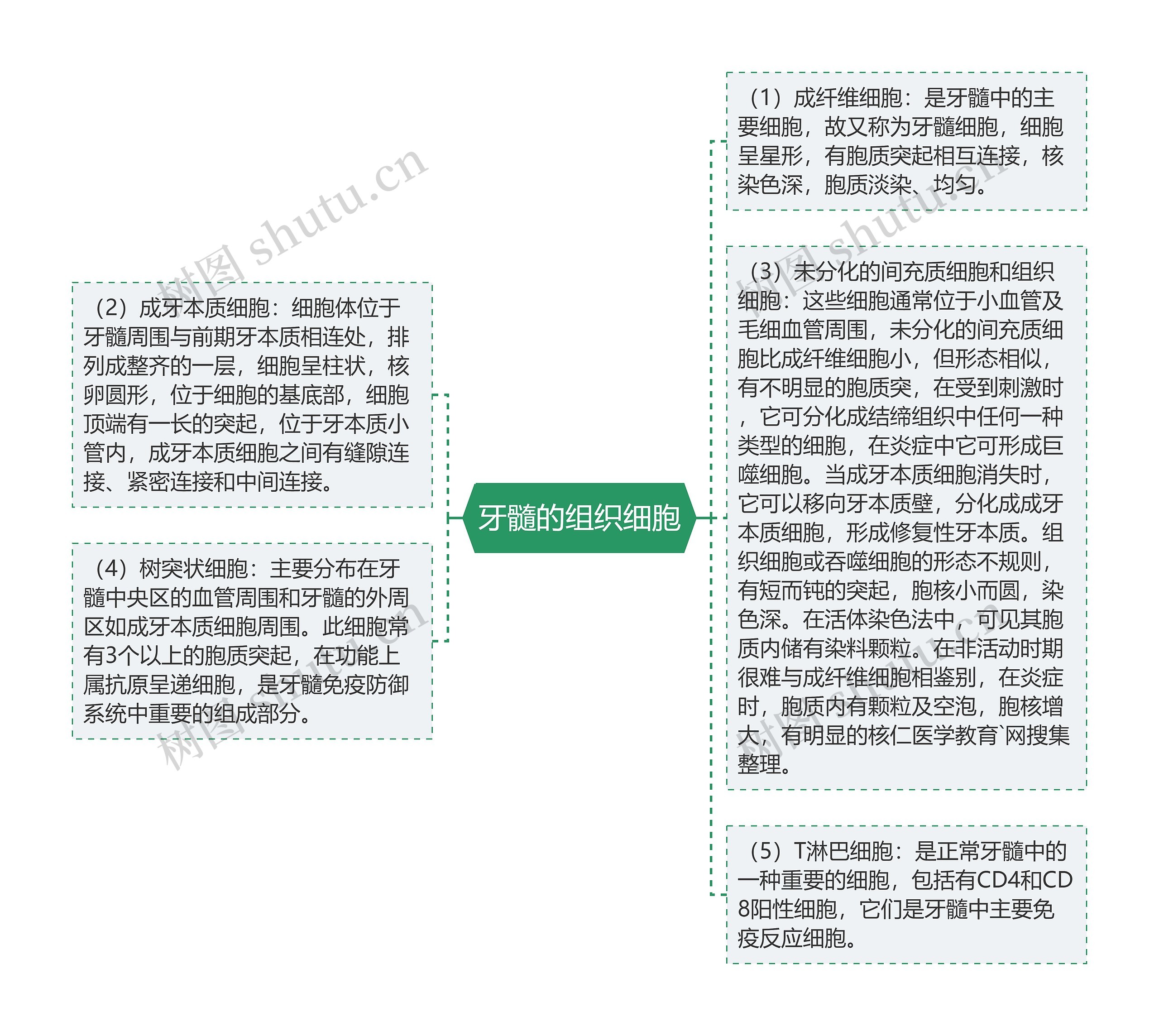 牙髓的组织细胞思维导图