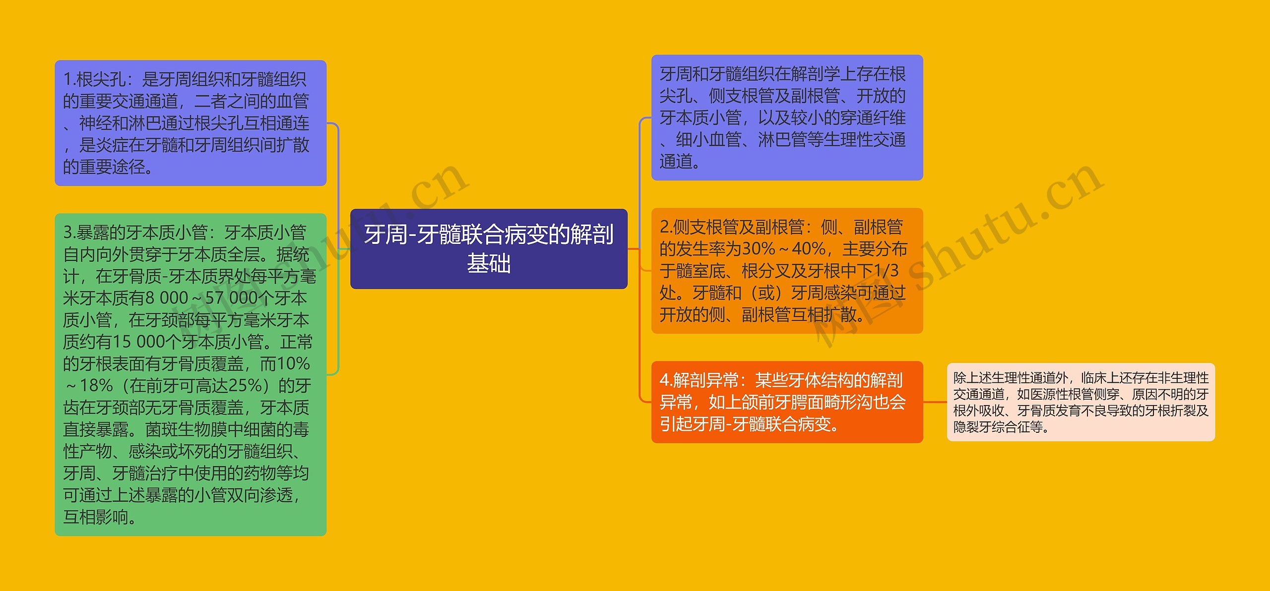 牙周-牙髓联合病变的解剖基础 牙周-牙髓联合病变的解剖基础