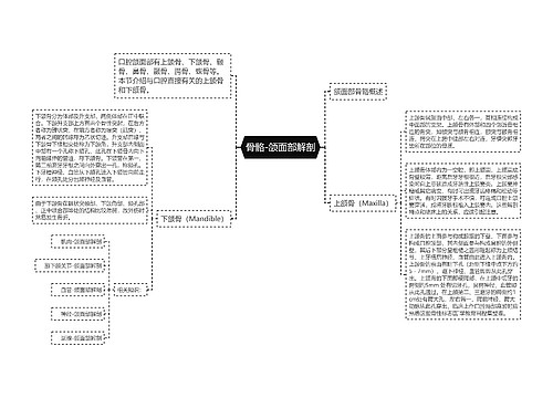 骨骼-颌面部解剖