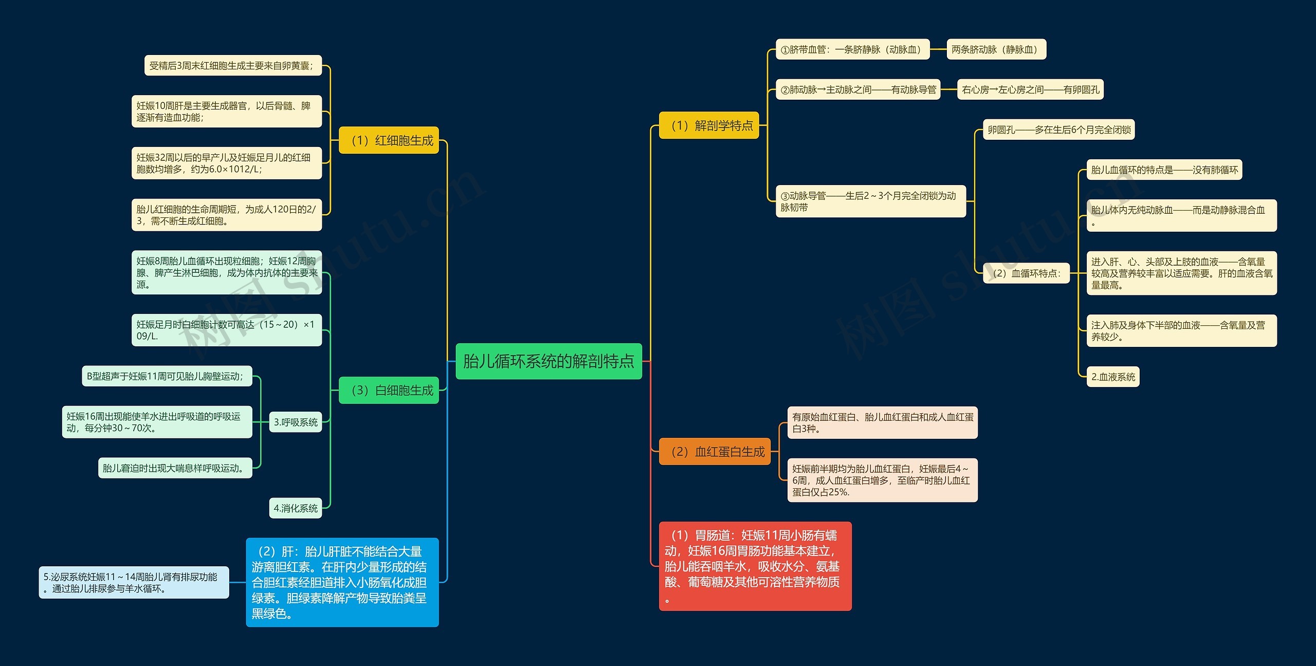 胎儿循环系统的解剖特点思维导图