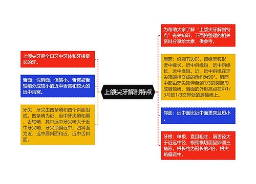 上颌尖牙解剖特点