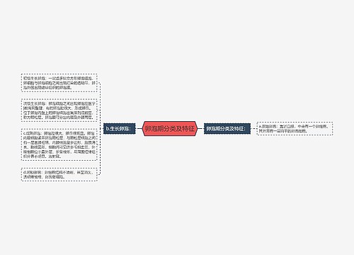 卵泡期分类及特征