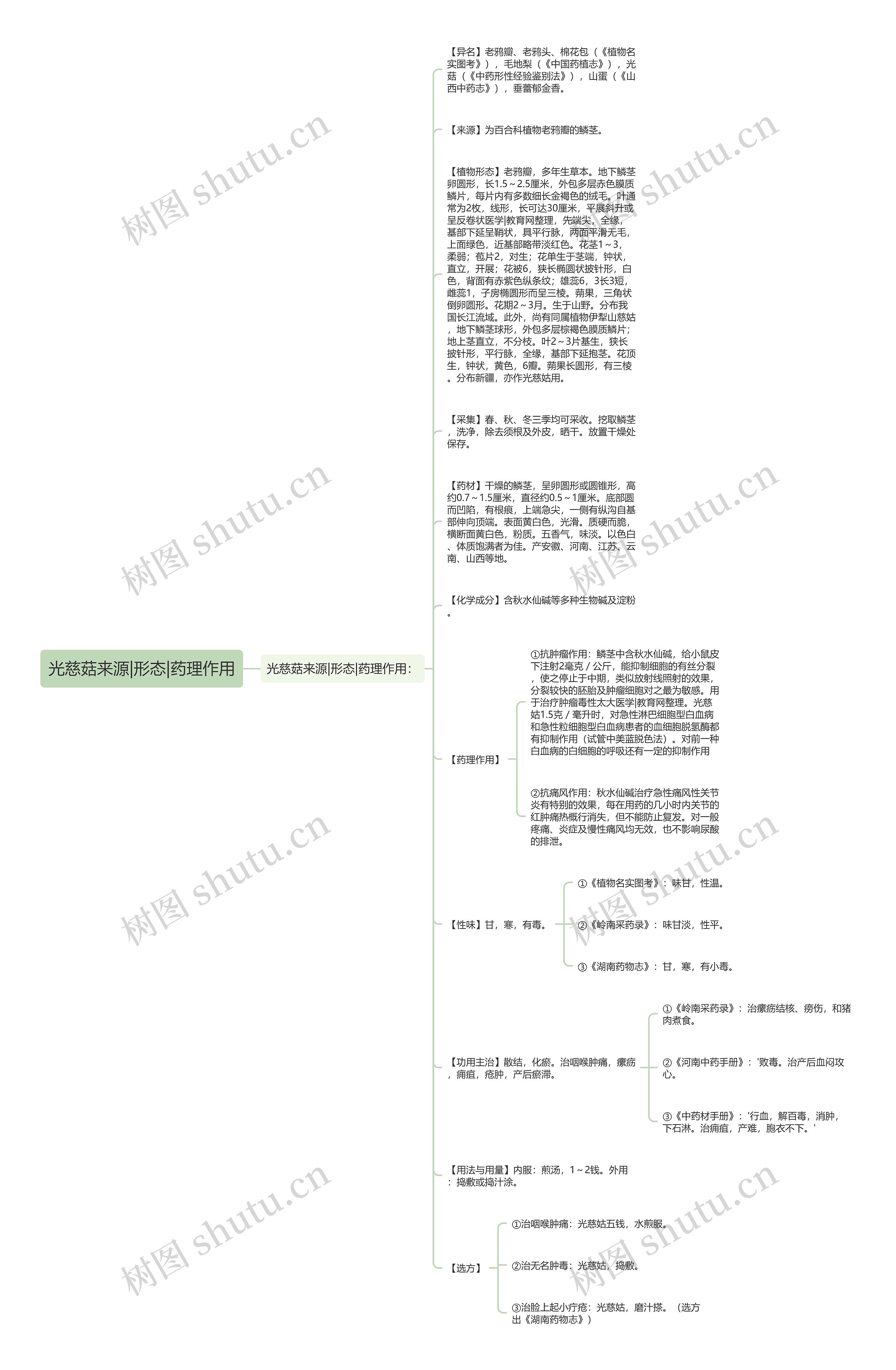 光慈菇来源|形态|药理作用思维导图