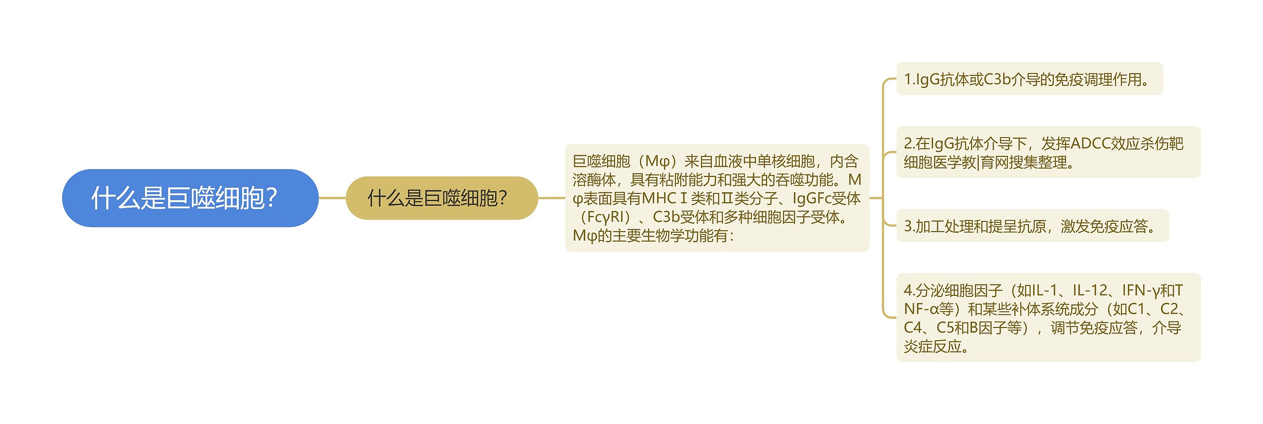 什么是巨噬细胞? 什么是巨噬细胞?