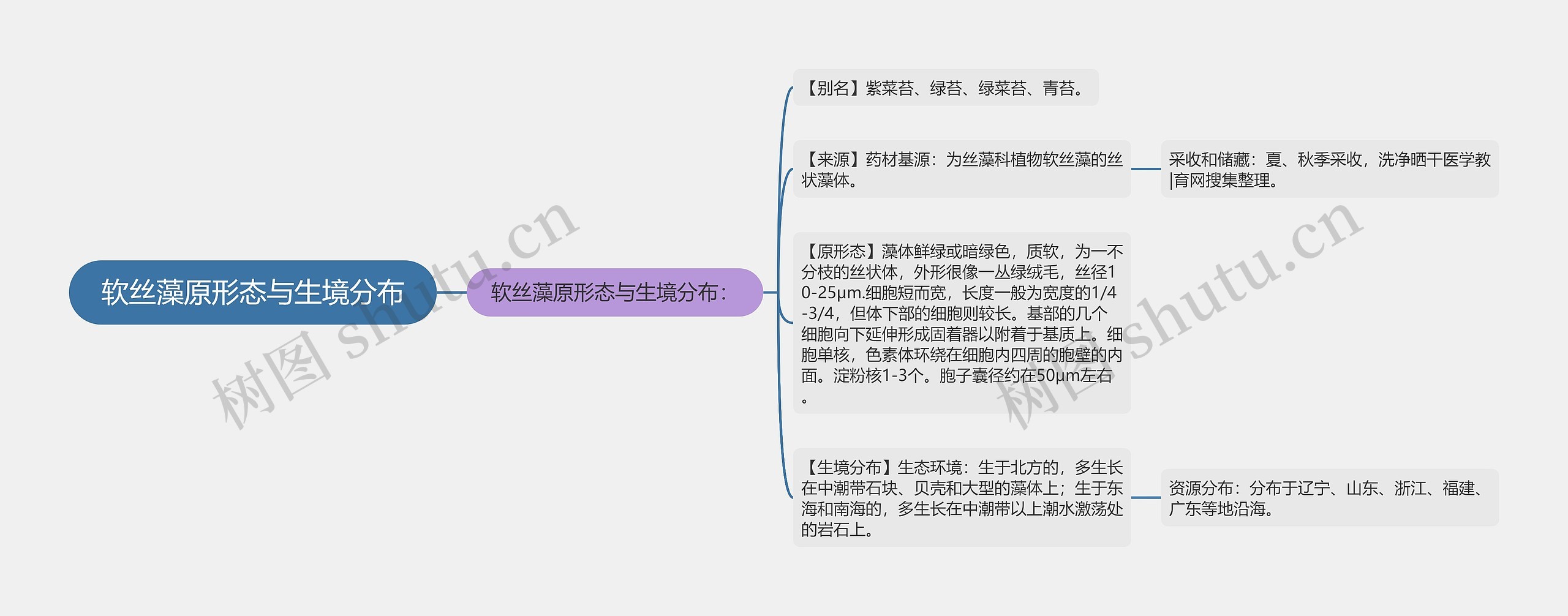 软丝藻原形态与生境分布