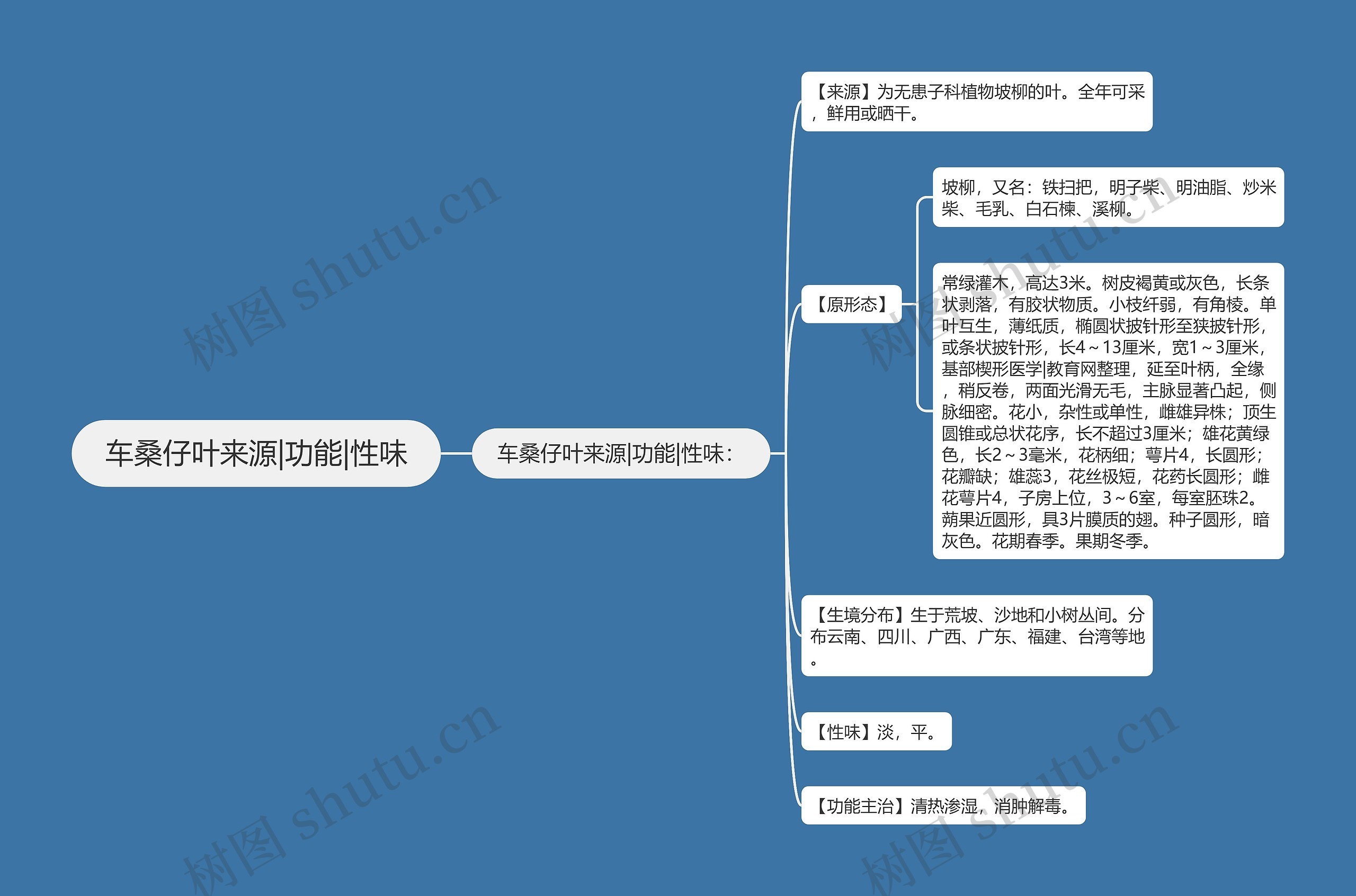 车桑仔叶来源|功能|性味思维导图