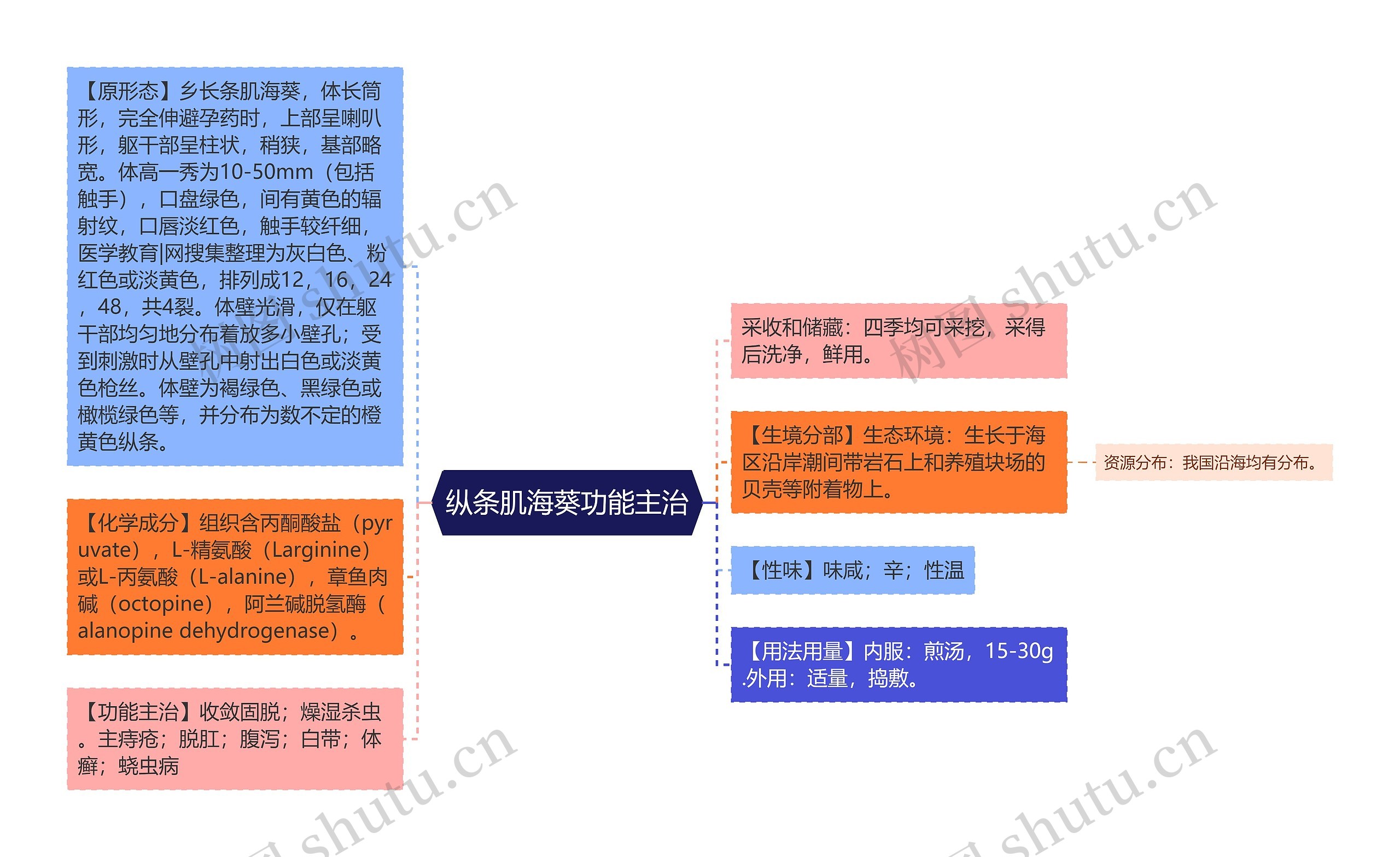 纵条肌海葵功能主治 纵条肌海葵功能主治