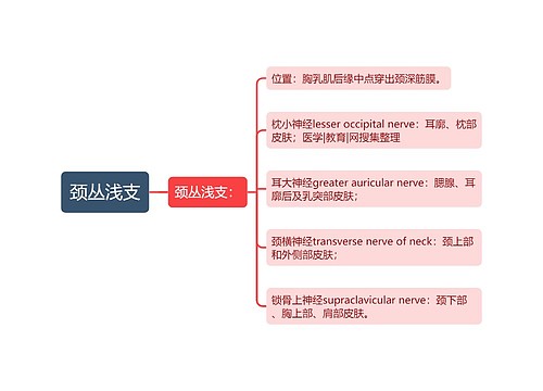 颈丛浅支