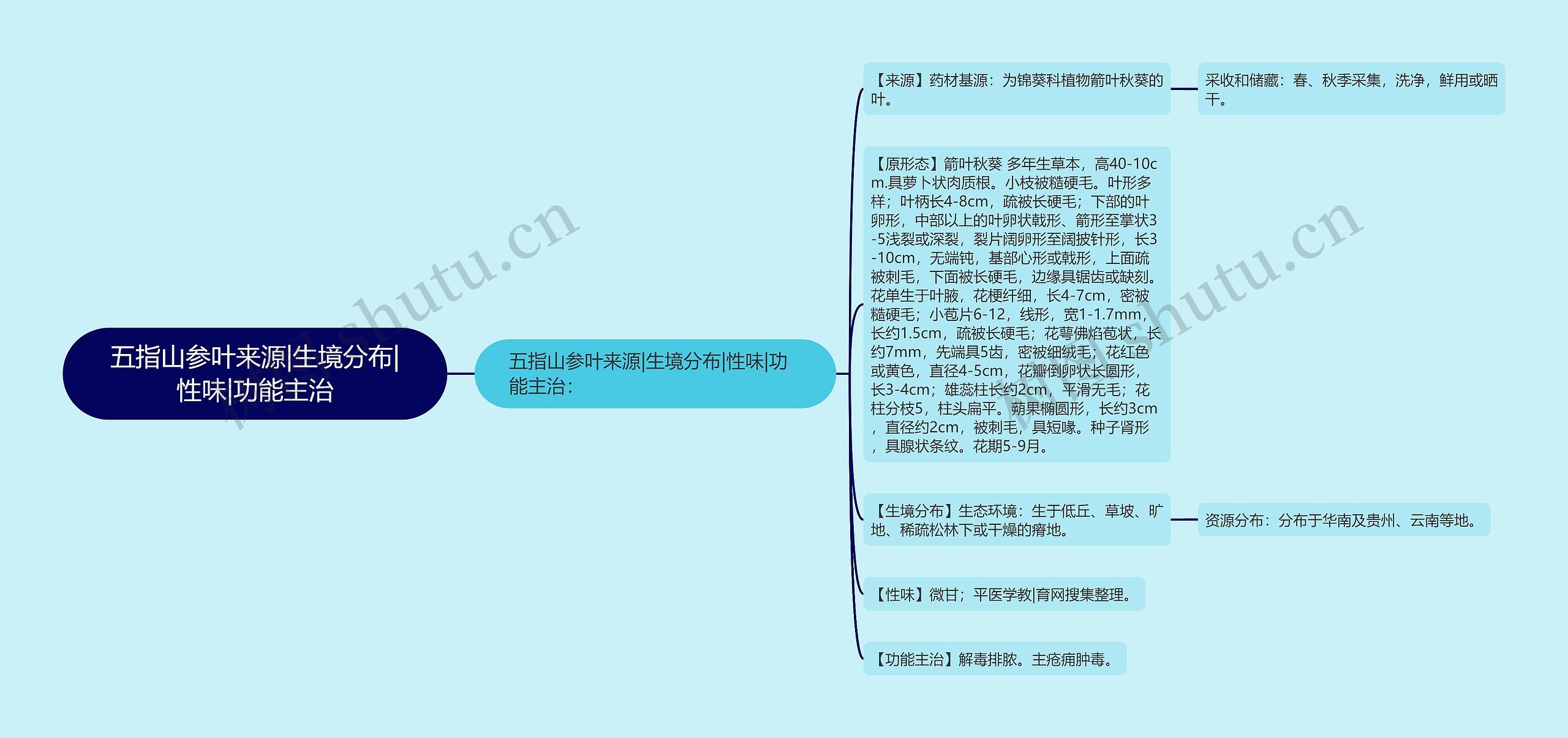 五指山参叶来源|生境分布|性味|功能主治