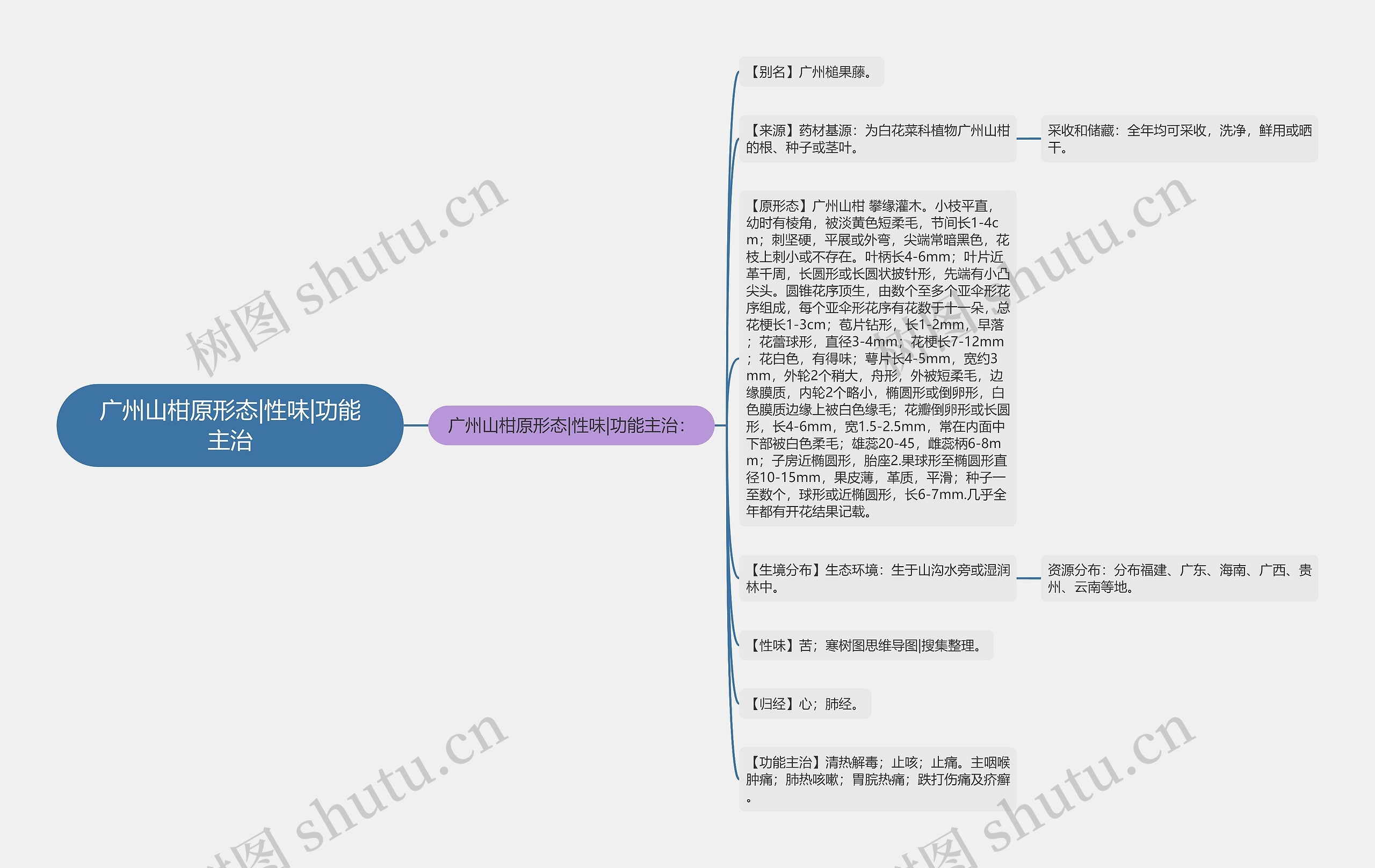 广州山柑原形态|性味|功能主治思维导图