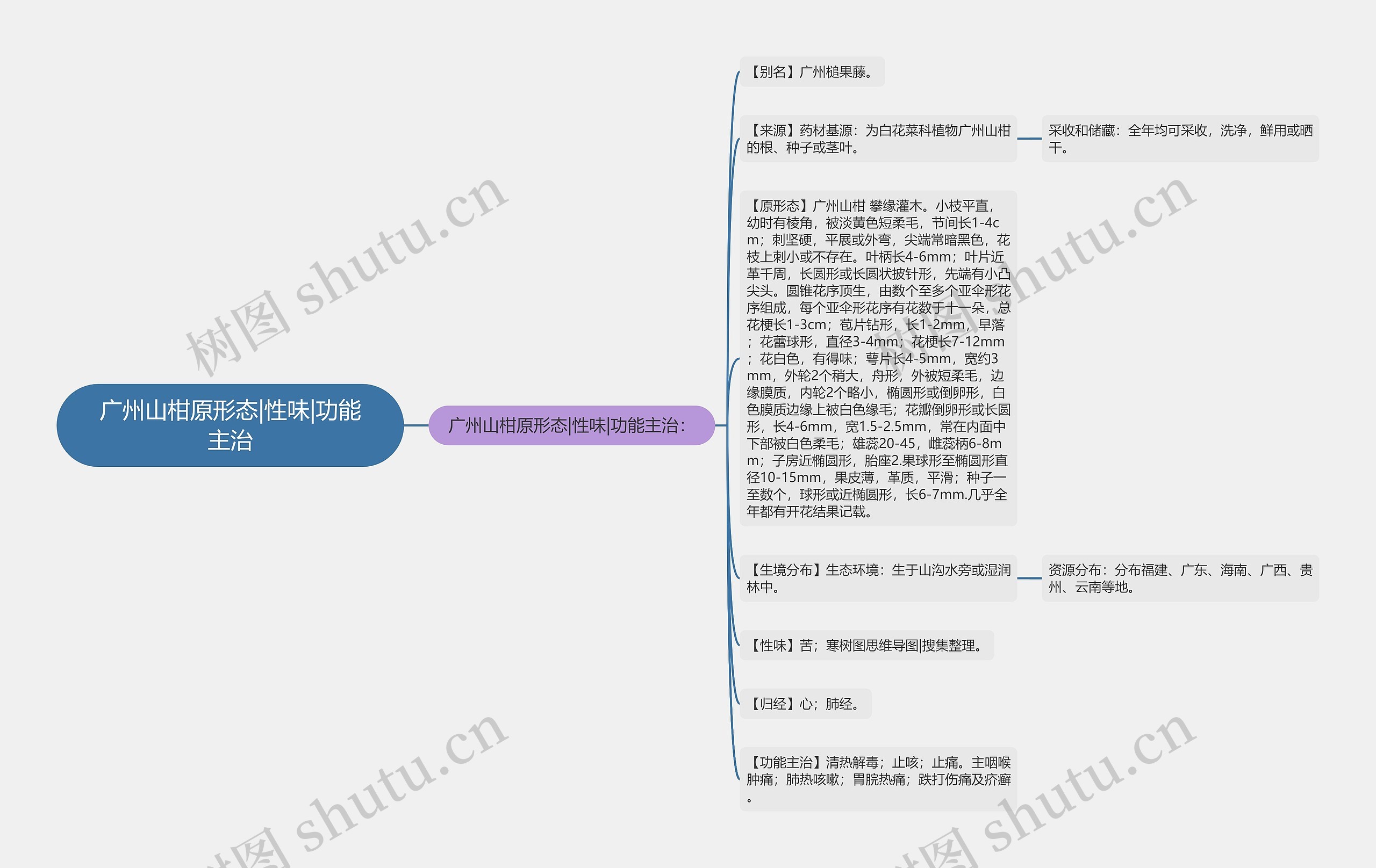广州山柑原形态|性味|功能主治 广州山柑原形态|性味|功能主治