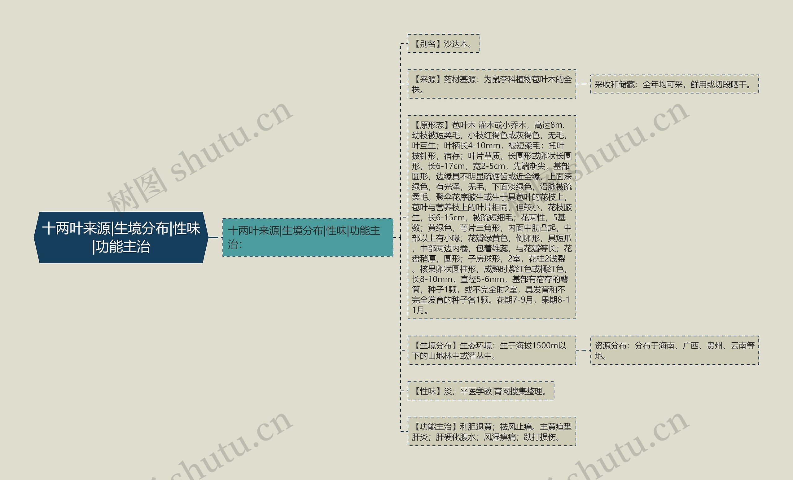 十两叶来源|生境分布|性味|功能主治思维导图