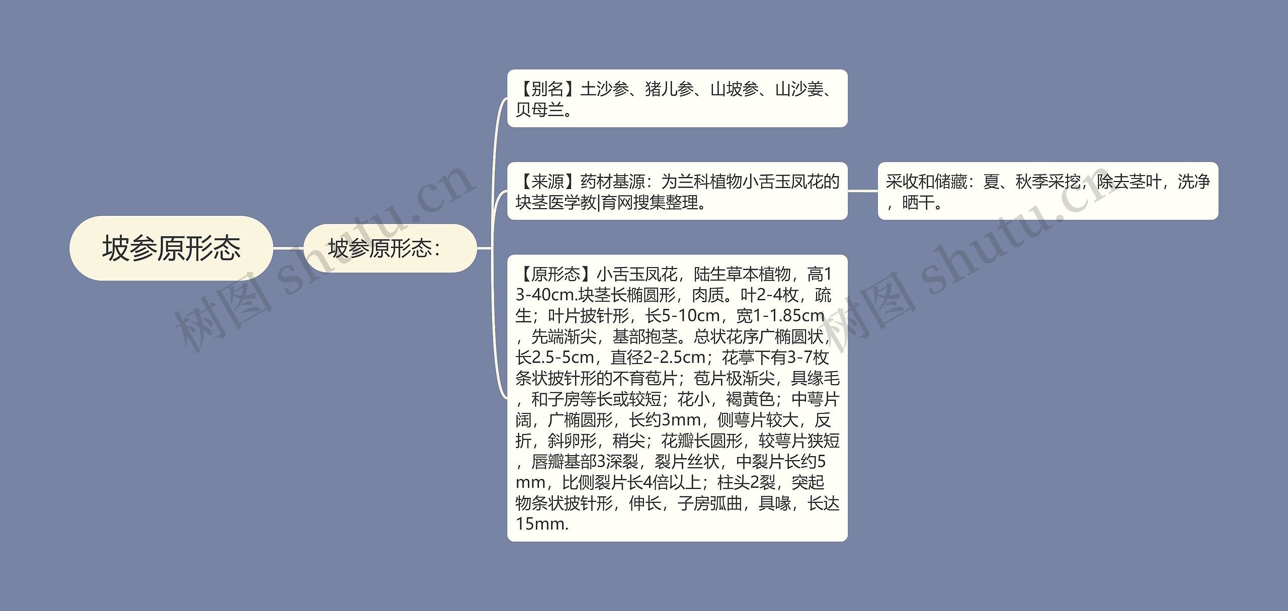 坡参原形态 坡参原形态